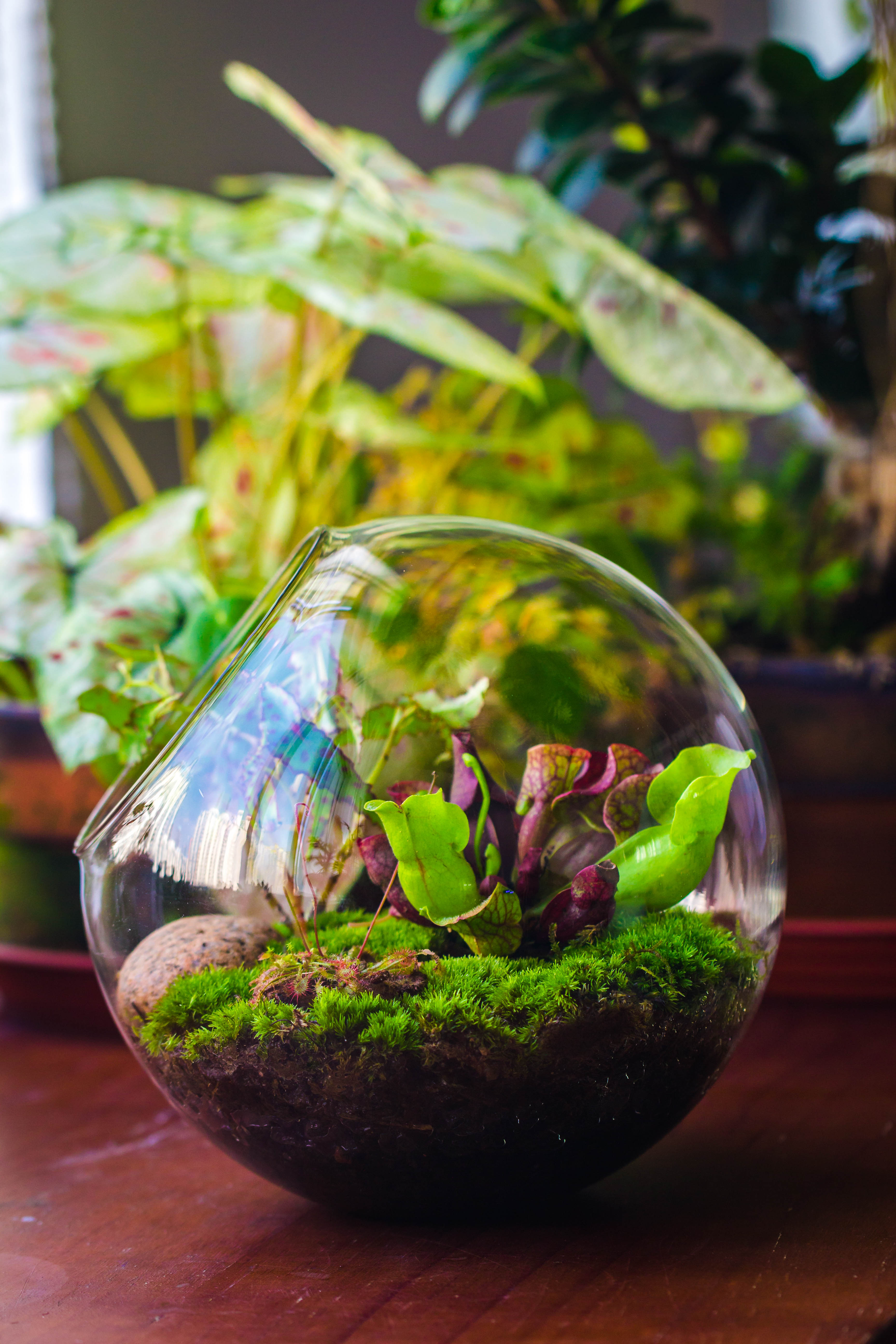 Glass Sphere Terrarium with cut Kit for planting Moss, carnivorous plant, begonia - NCYPgarden
