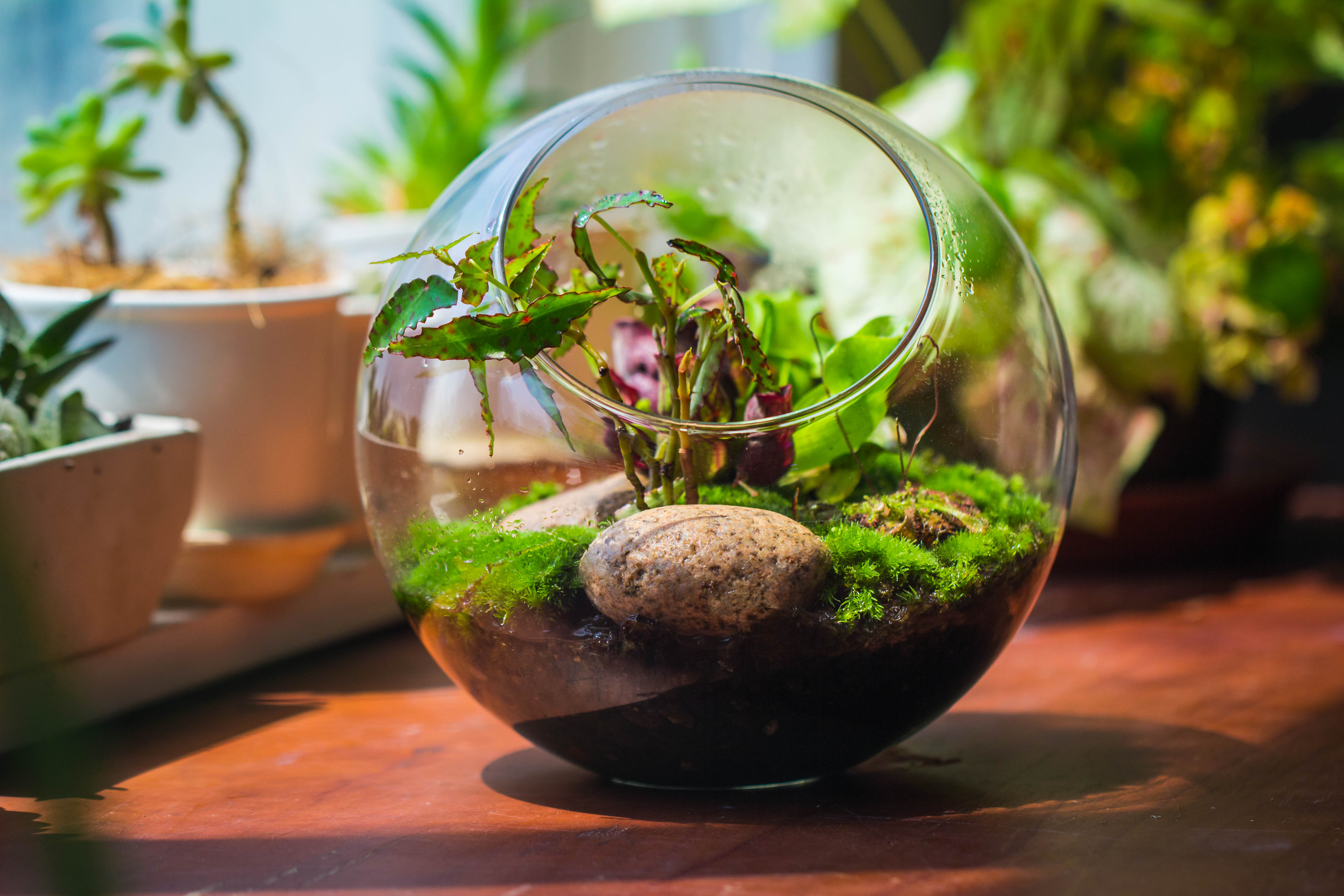 Glass Sphere Terrarium with cut Kit for planting Moss, carnivorous plant, begonia - NCYPgarden