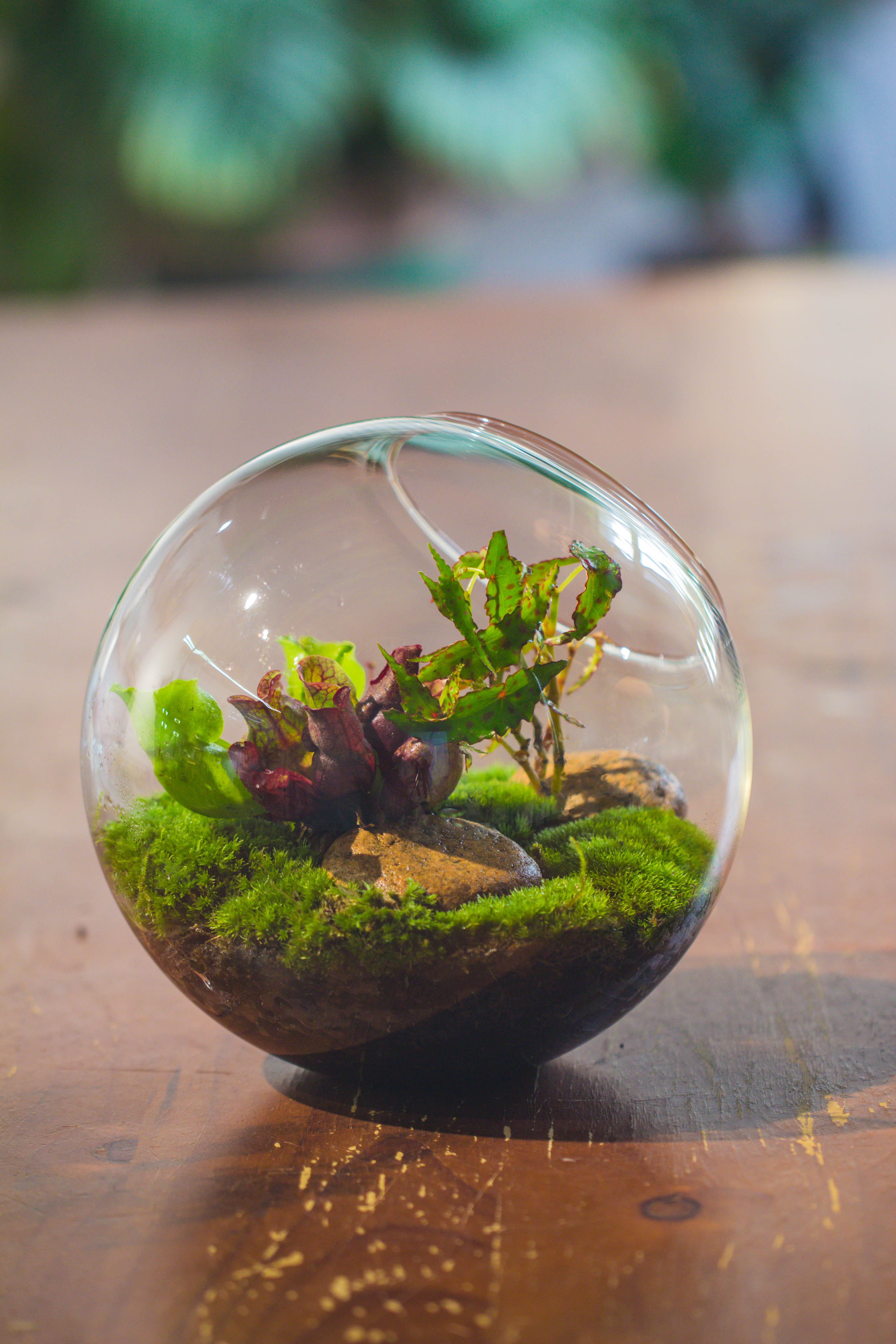 Glass Sphere Terrarium with cut Kit for planting Moss, carnivorous plant, begonia - NCYPgarden