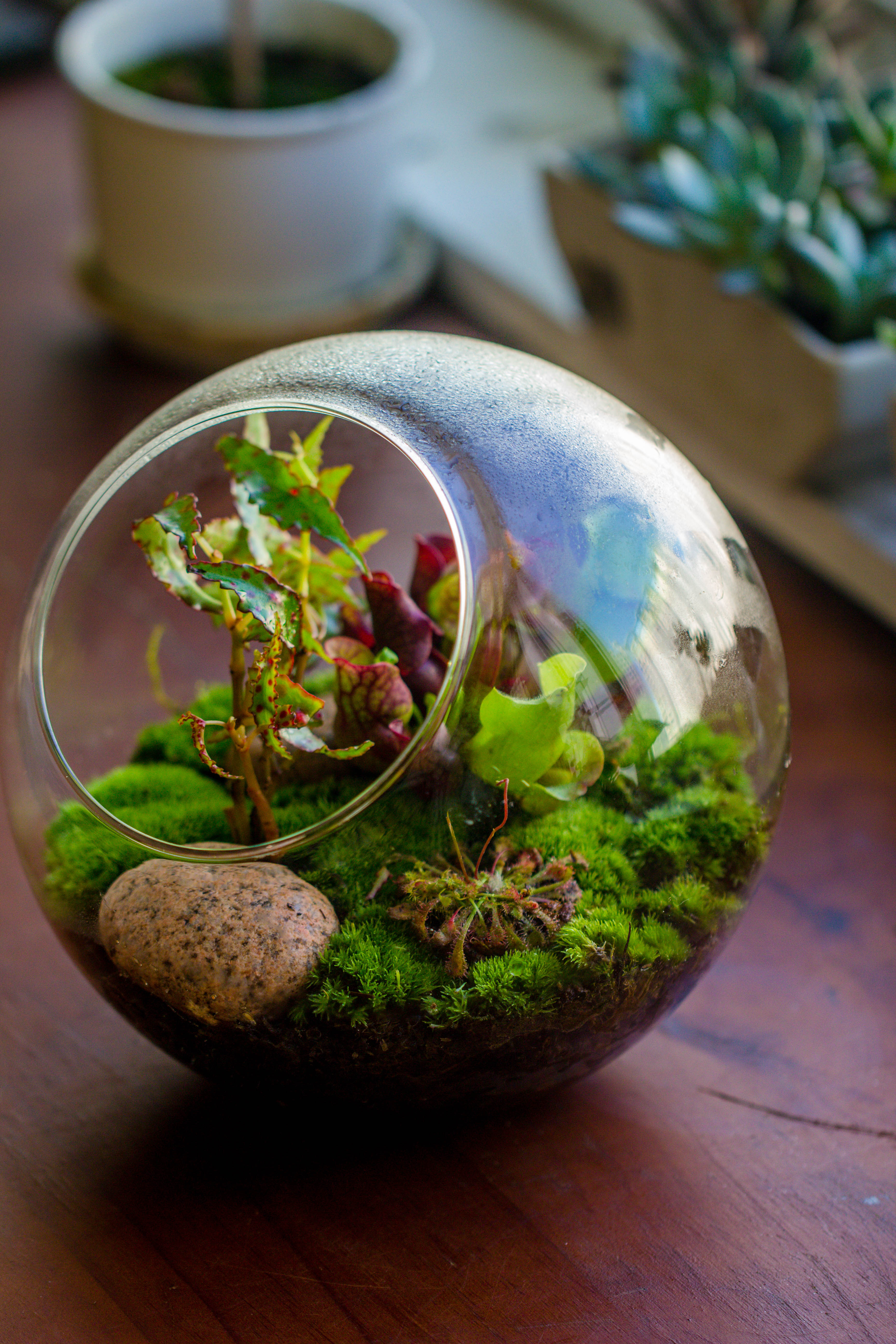Glass Sphere Terrarium with cut Kit for planting Moss, carnivorous plant, begonia - NCYPgarden