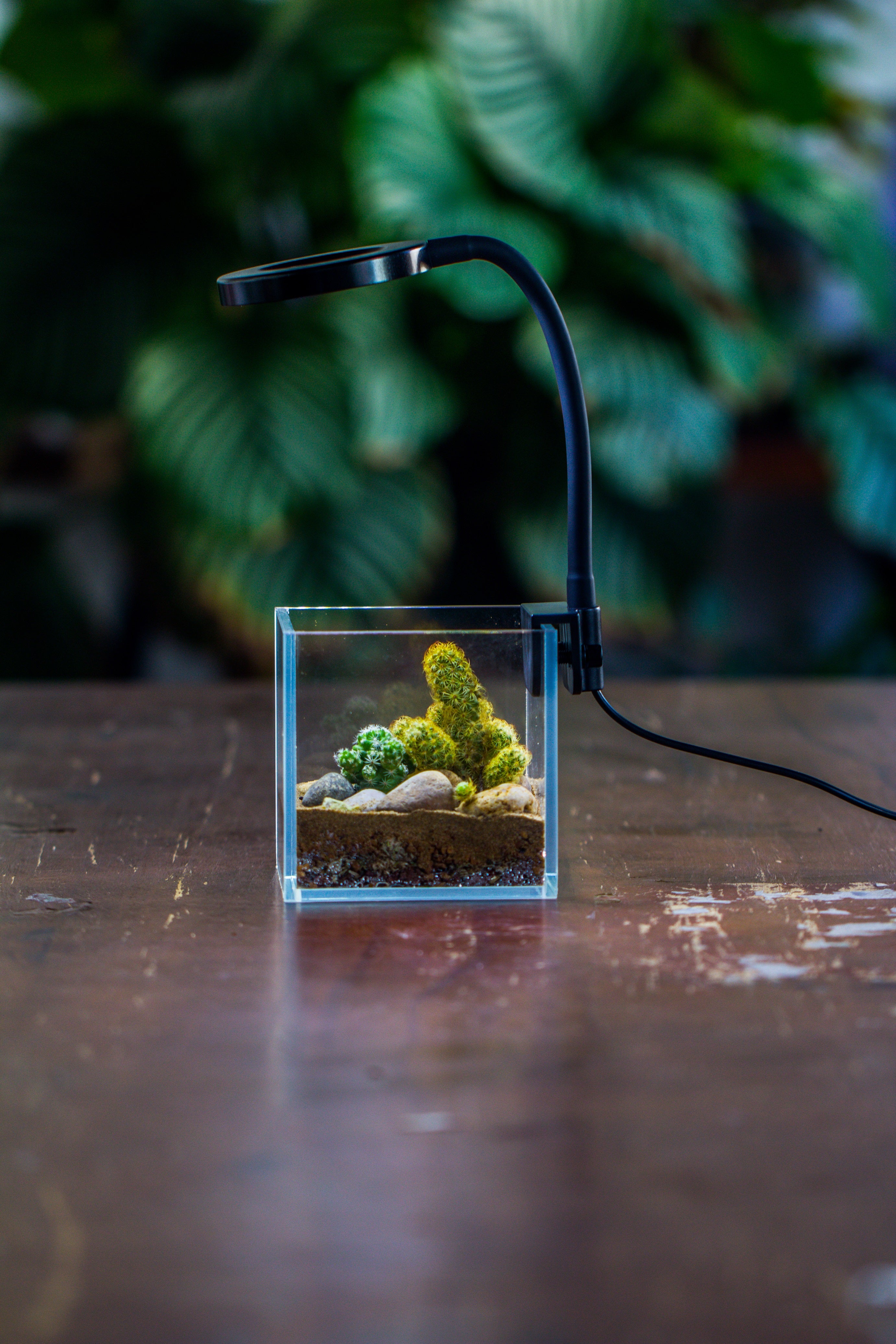 NCYP Clip Grow LED Light, gooseneck, USB, 10W, Display, Adjustable, for Succulents, Open Terrarium, Fish Tank, Moss, Fern, Tropical Plants - NCYPgarden