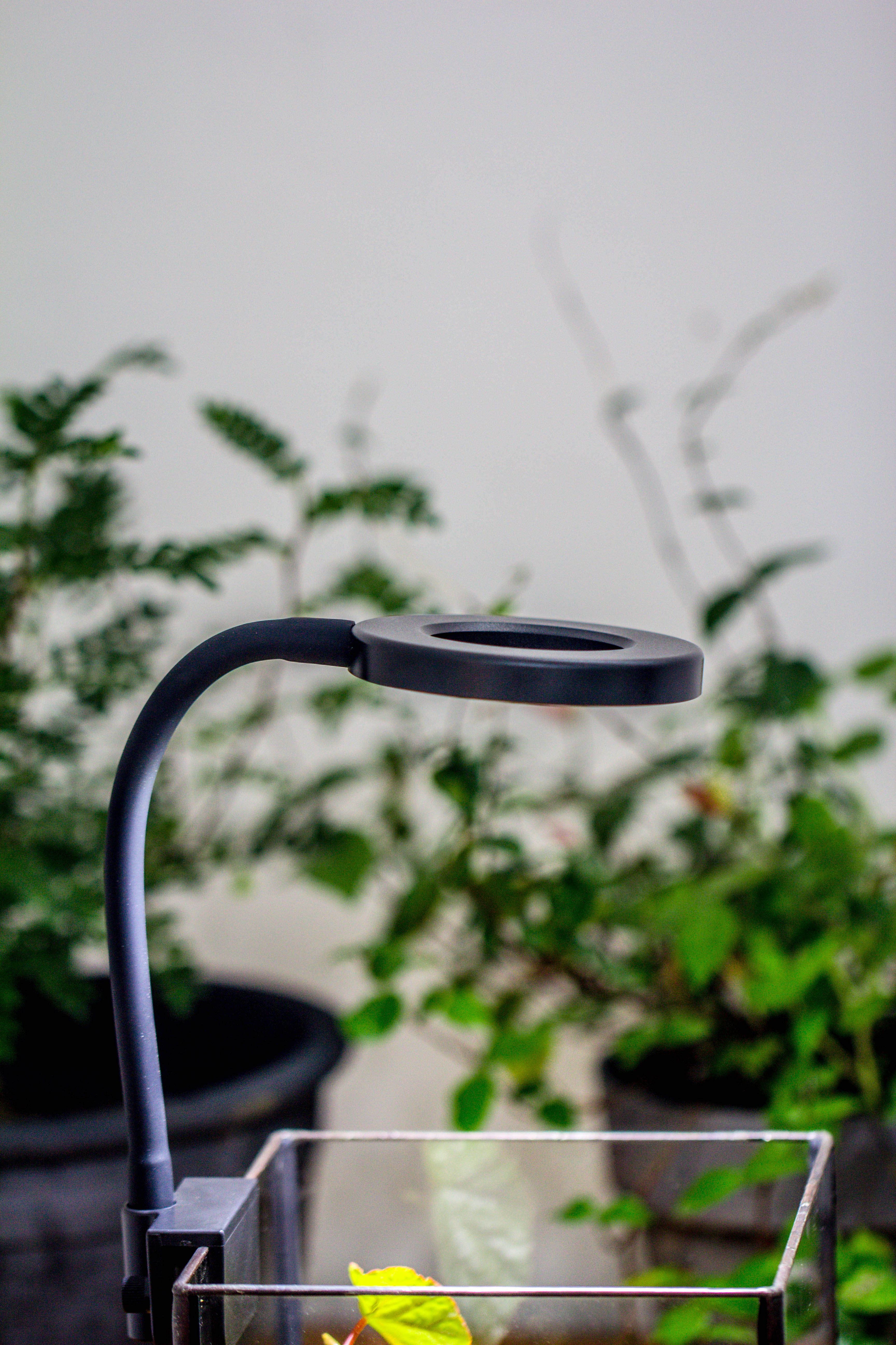 NCYP Clip Grow LED Light, gooseneck, USB, 10W, Display, Adjustable, for Succulents, Open Terrarium, Fish Tank, Moss, Fern, Tropical Plants - NCYPgarden