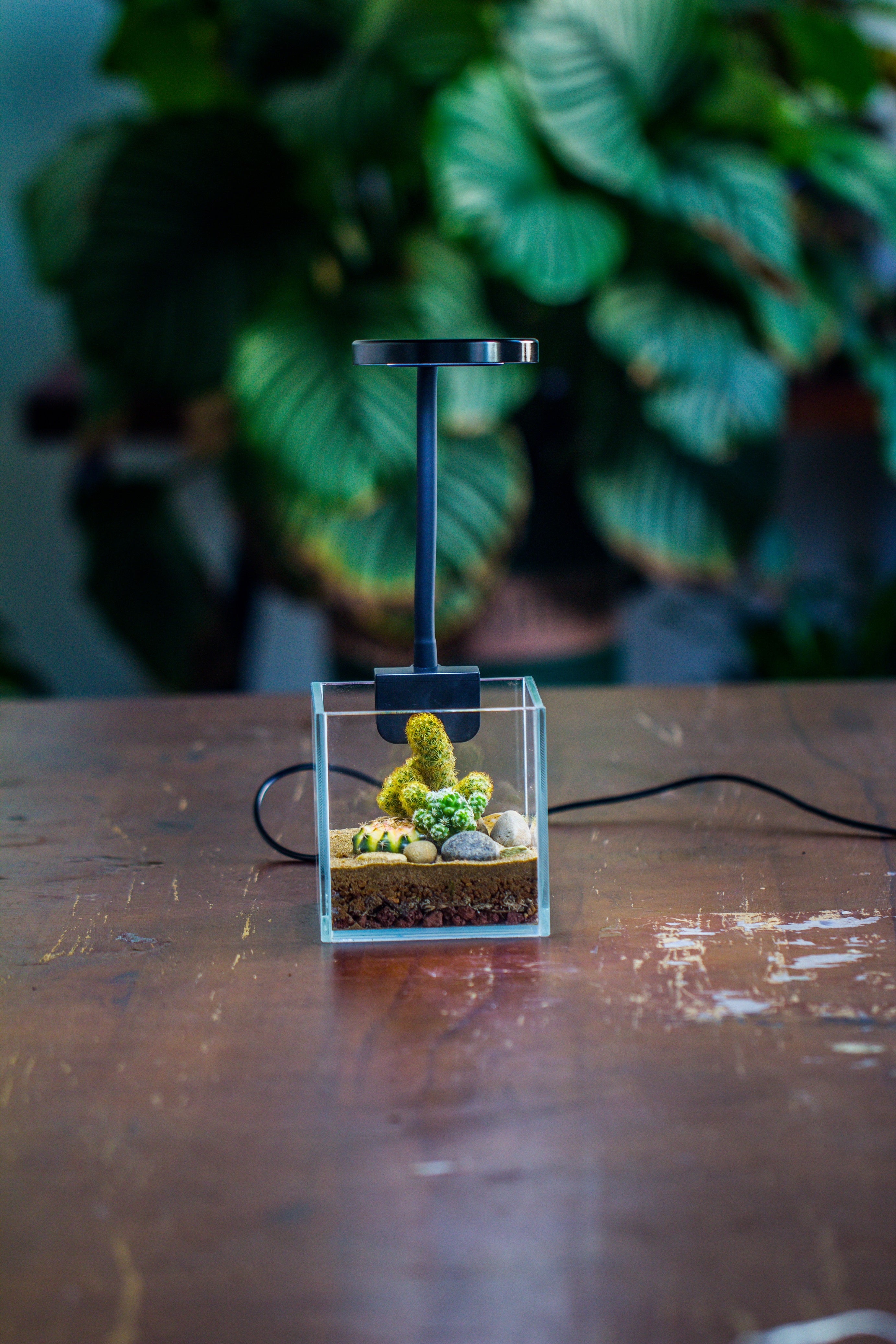 NCYP Clip Grow LED Light, gooseneck, USB, 10W, Display, Adjustable, for Succulents, Open Terrarium, Fish Tank, Moss, Fern, Tropical Plants - NCYPgarden