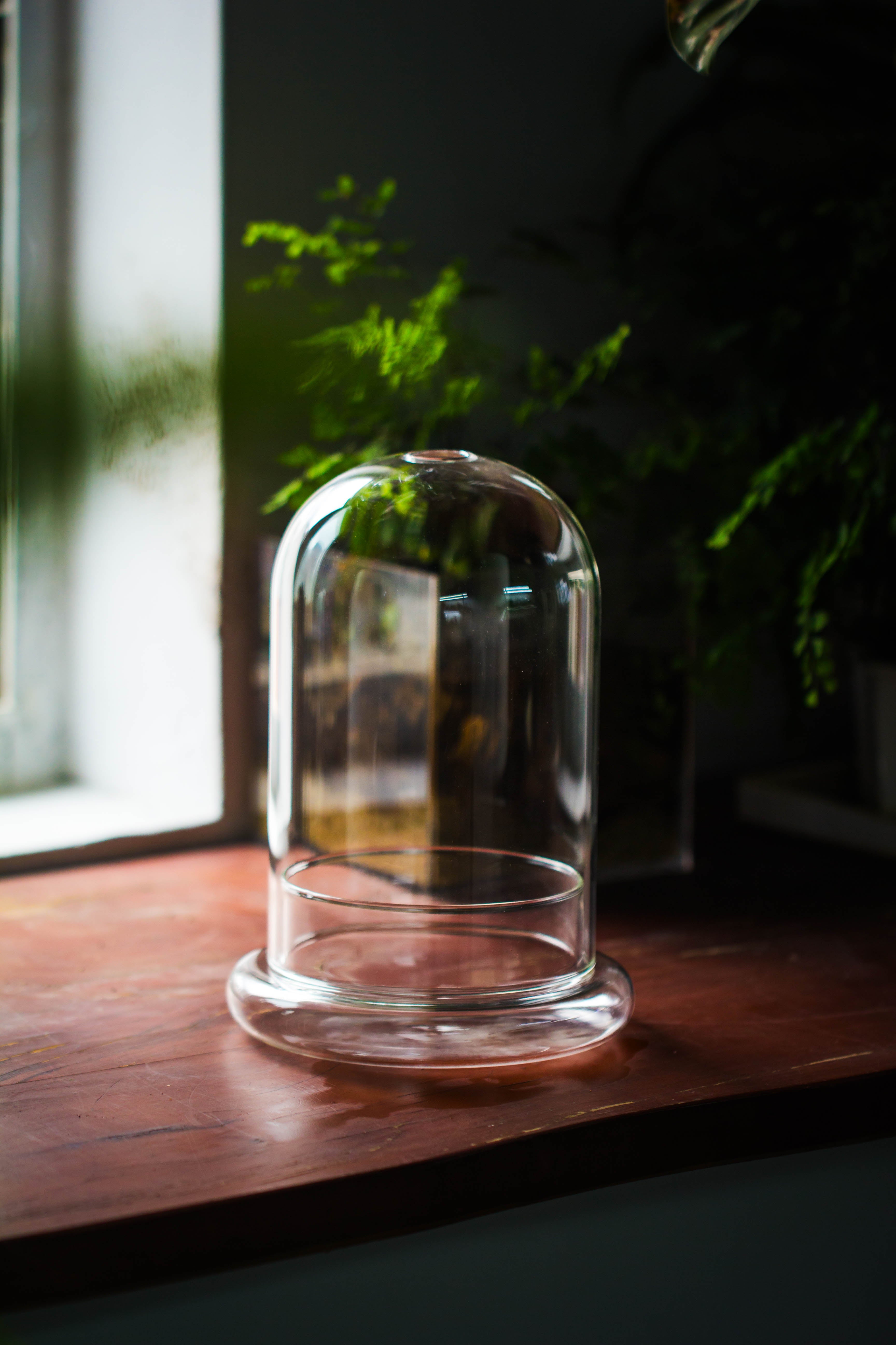Glass Dome Cloche Set with Air Hole - 5.9 x 5.9 x 8.2" Indoor, suitable for southern, tropical area - NCYPgarden