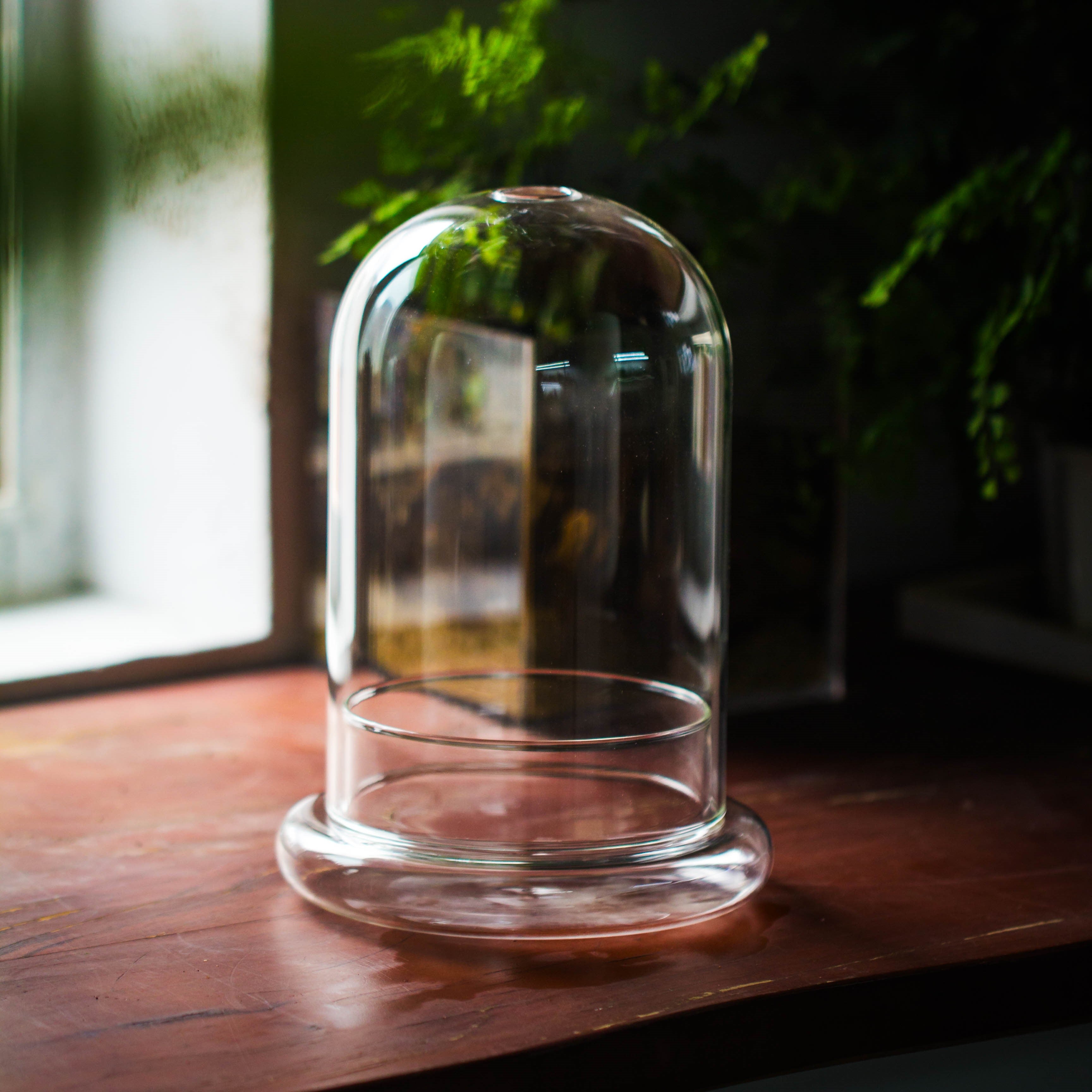 Glass Dome Cloche Set with Air Hole - 5.9 x 5.9 x 8.2" Indoor, suitable for southern, tropical area - NCYPgarden