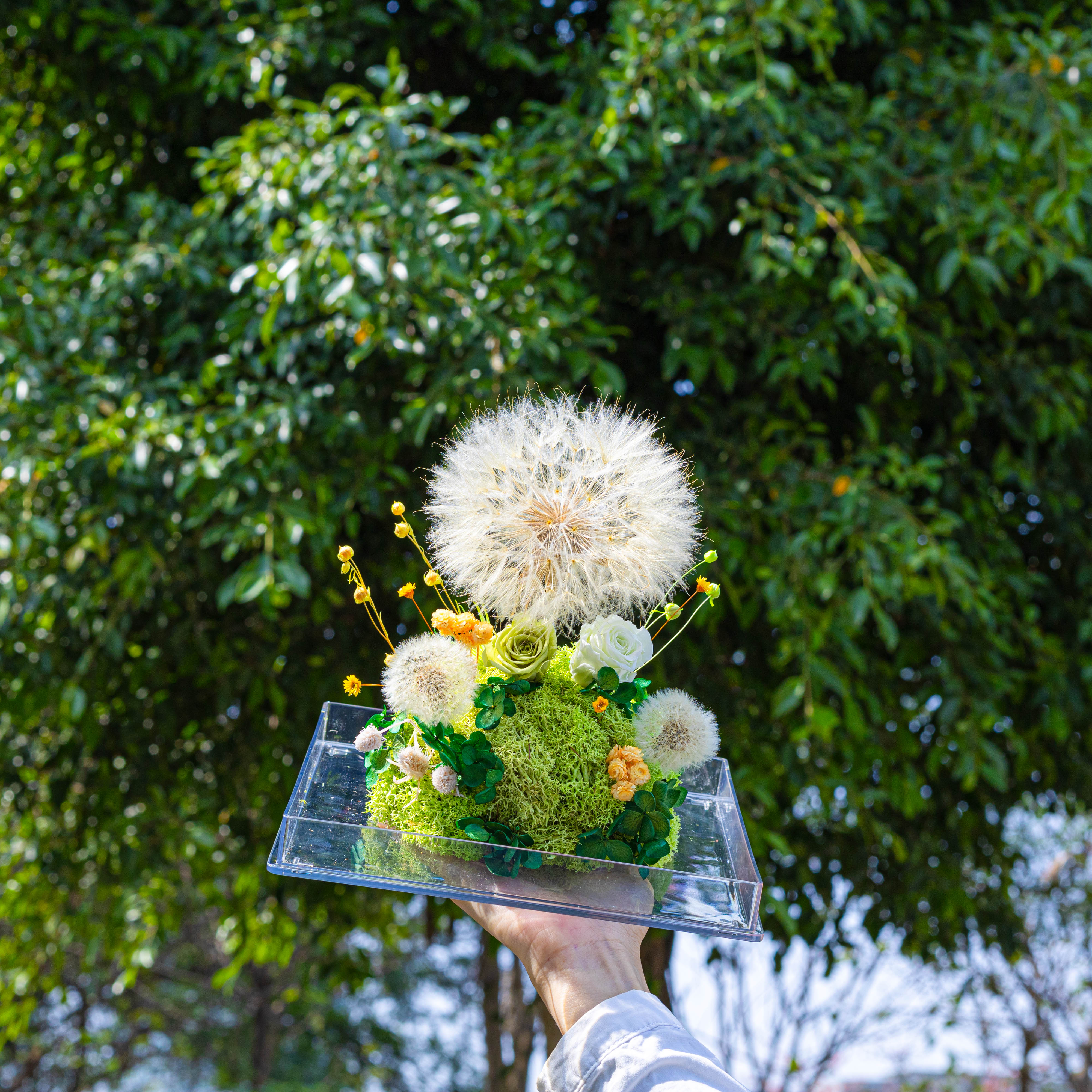 Super Large Diameter 11cm / 4.3 Presered Dandelion Dried Flowers, DIY Material for Bouquet, - NCYPgarden