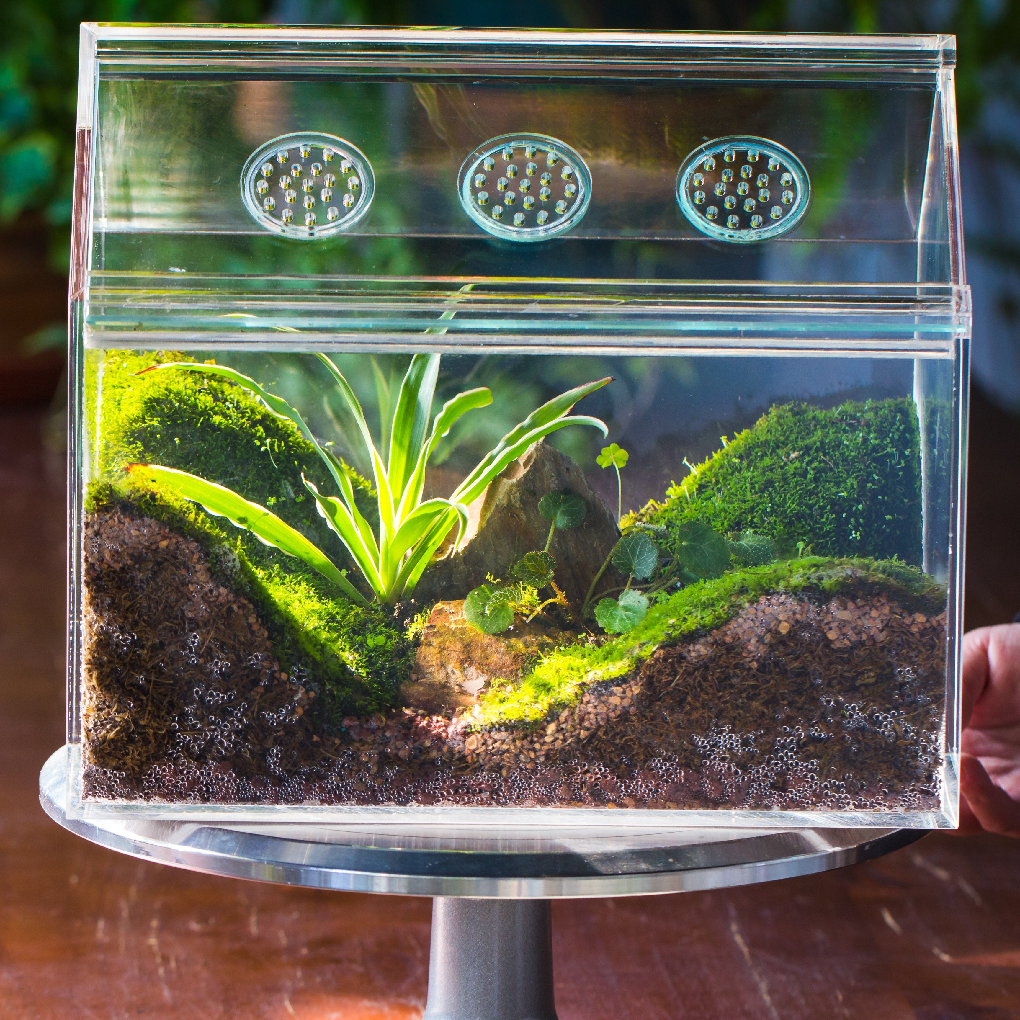 handmade water tight, sealed, enclosed, house acrylic terrarium, fish tank, moss fern terrarium Paludarium  Vivarium, lid with vent - NCYPgarden