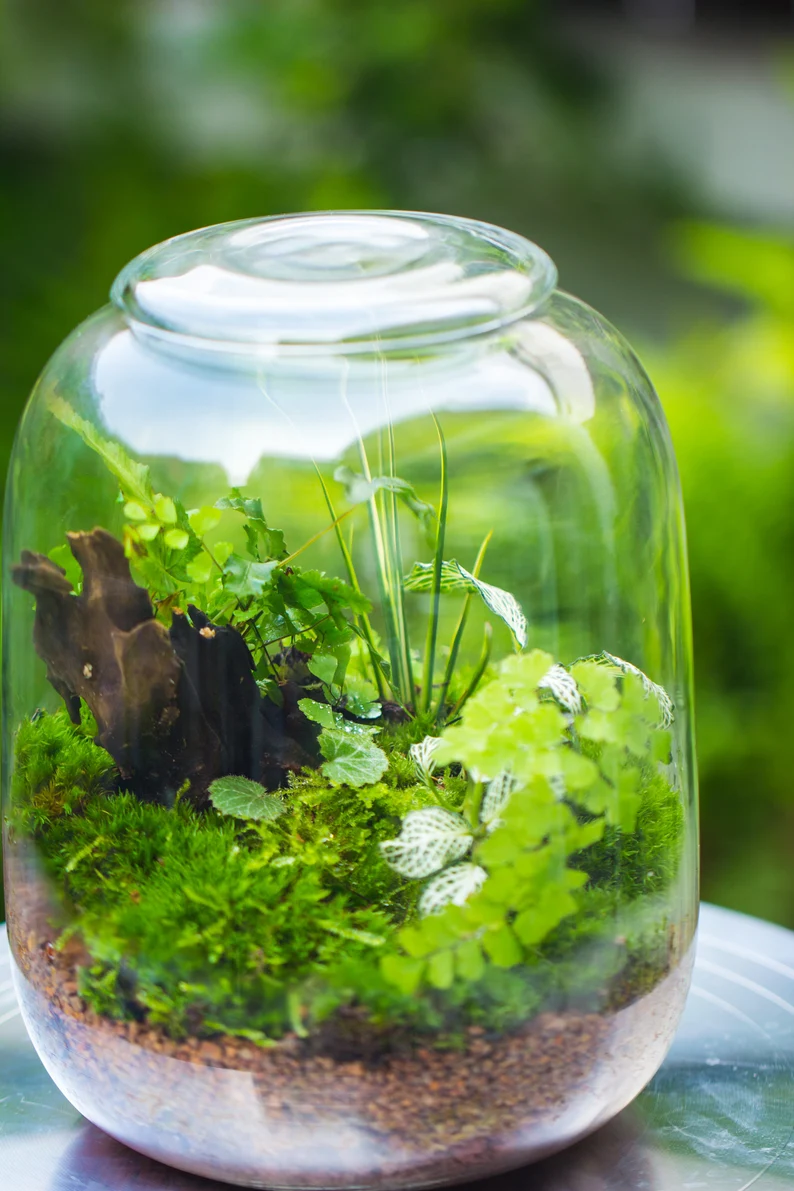 Terrarium Planting Kit Glass Jar and Black LED Grow light lAMP with Base kit, with Planting Material, DIY kit - NCYPgarden