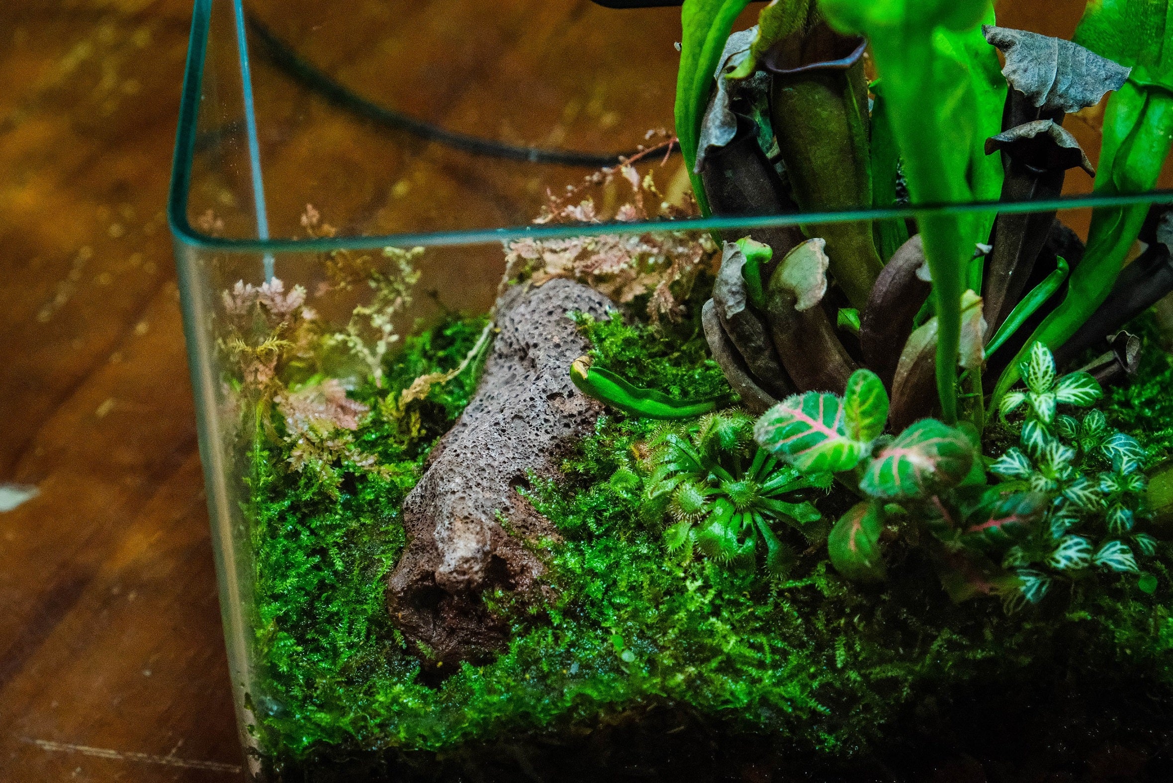 Open Moss Terrarium Building DIY Set with LED for Carnivorous Plants: pitcher - NCYPgarden