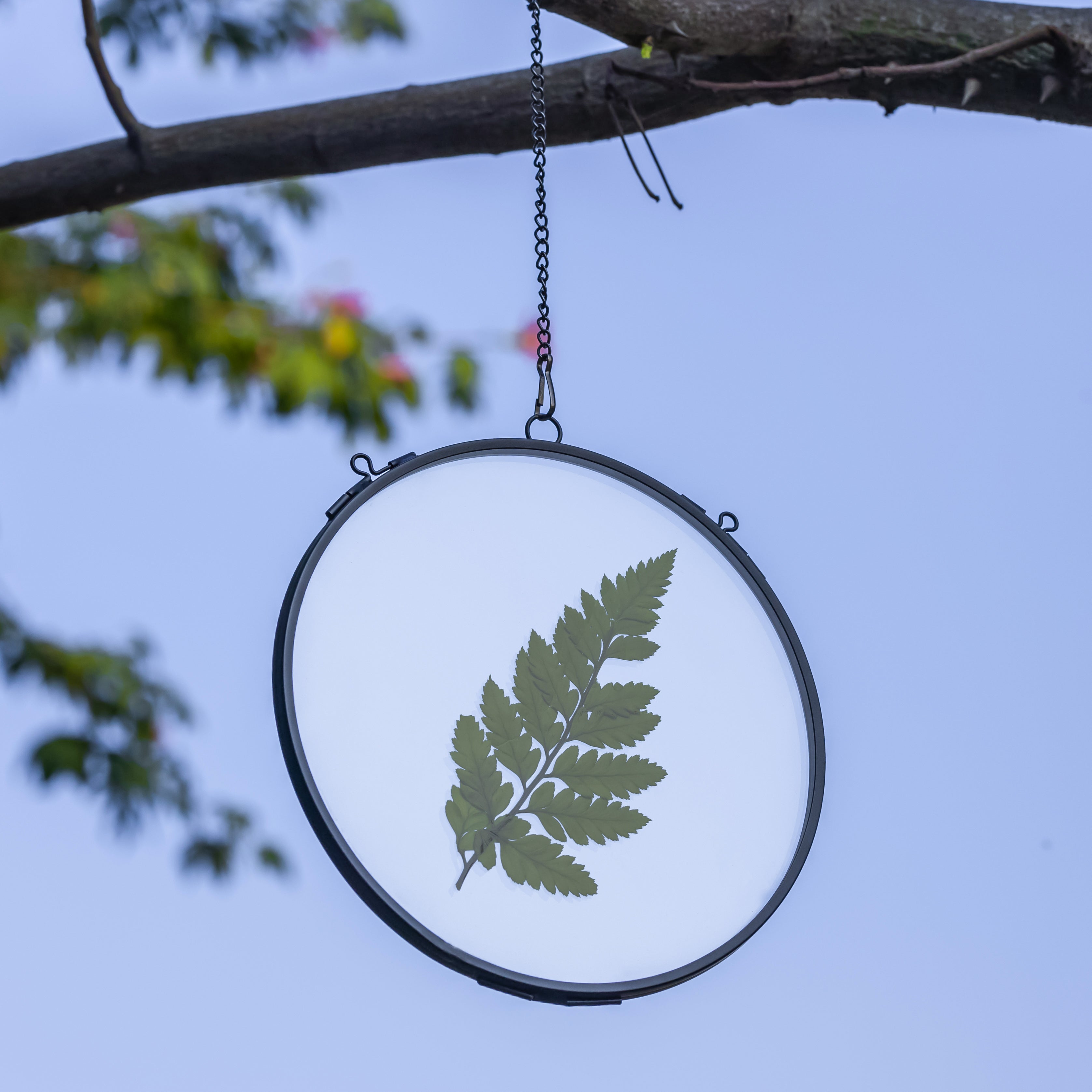 6" Black Wall Hanging RoundHerbarium Brass Glass Frame for Pressed Flowers, Poster, Double Glass, floating Frame - NCYPgarden