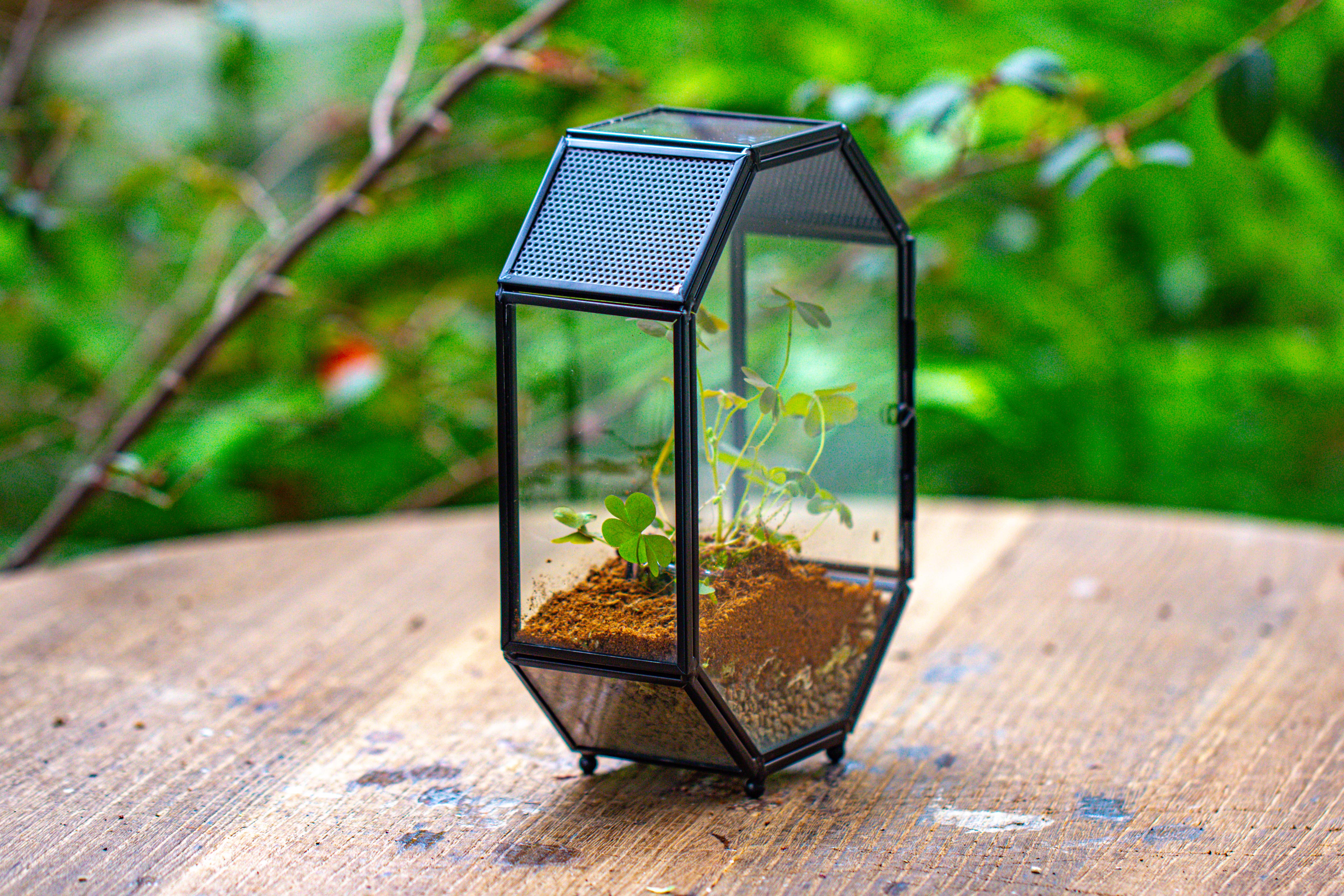 Mini 5x7 inches Octagon Shape Glass Geometric Terrarium Enclosure with Side Vent  for Small Insect, Jumping Spider - NCYPgarden