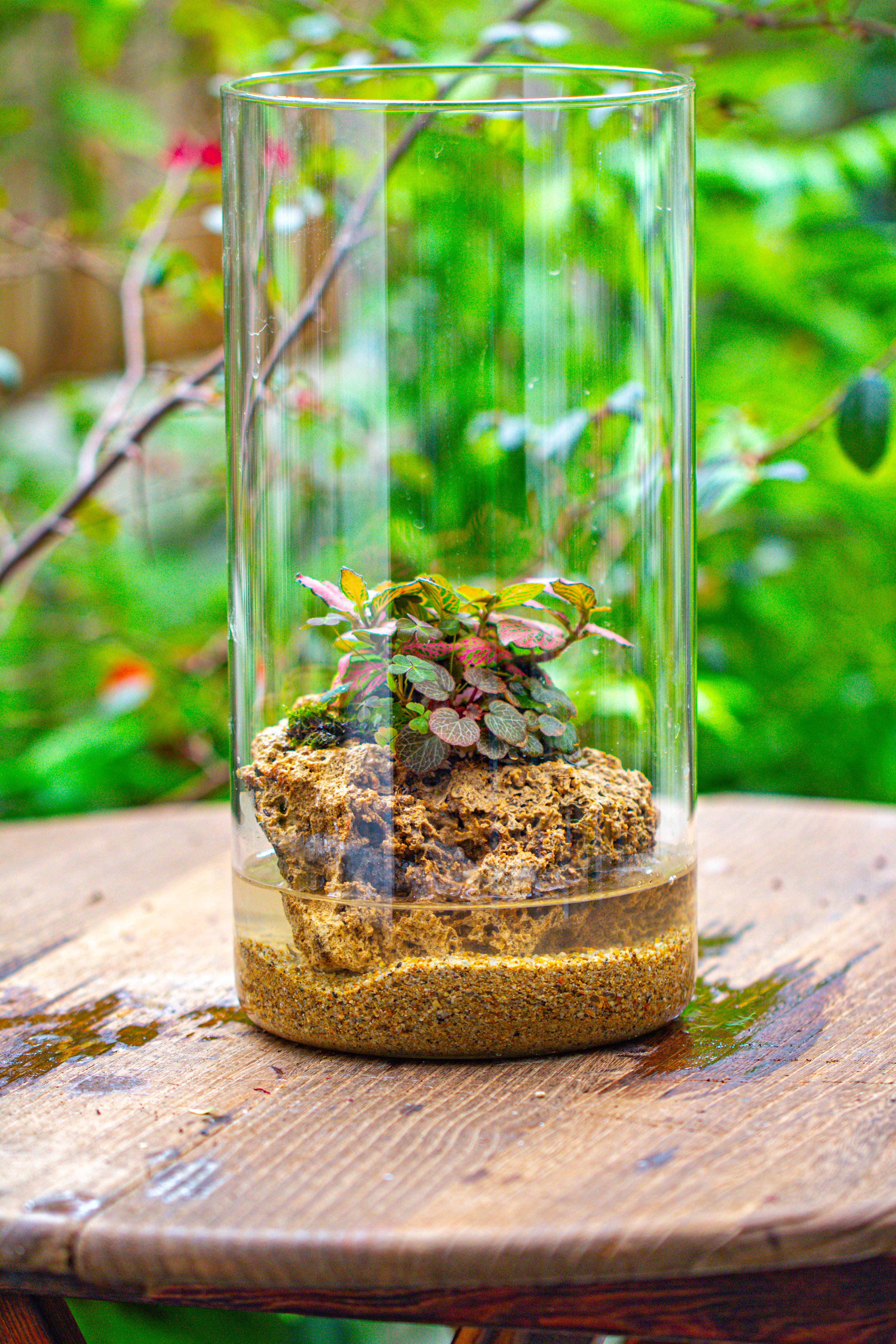Large Cylinder Terrarium with LED Grow Lamp, Acrylic Lid Set for Bog, Carnivorous plants -15x30cm - NCYPgarden