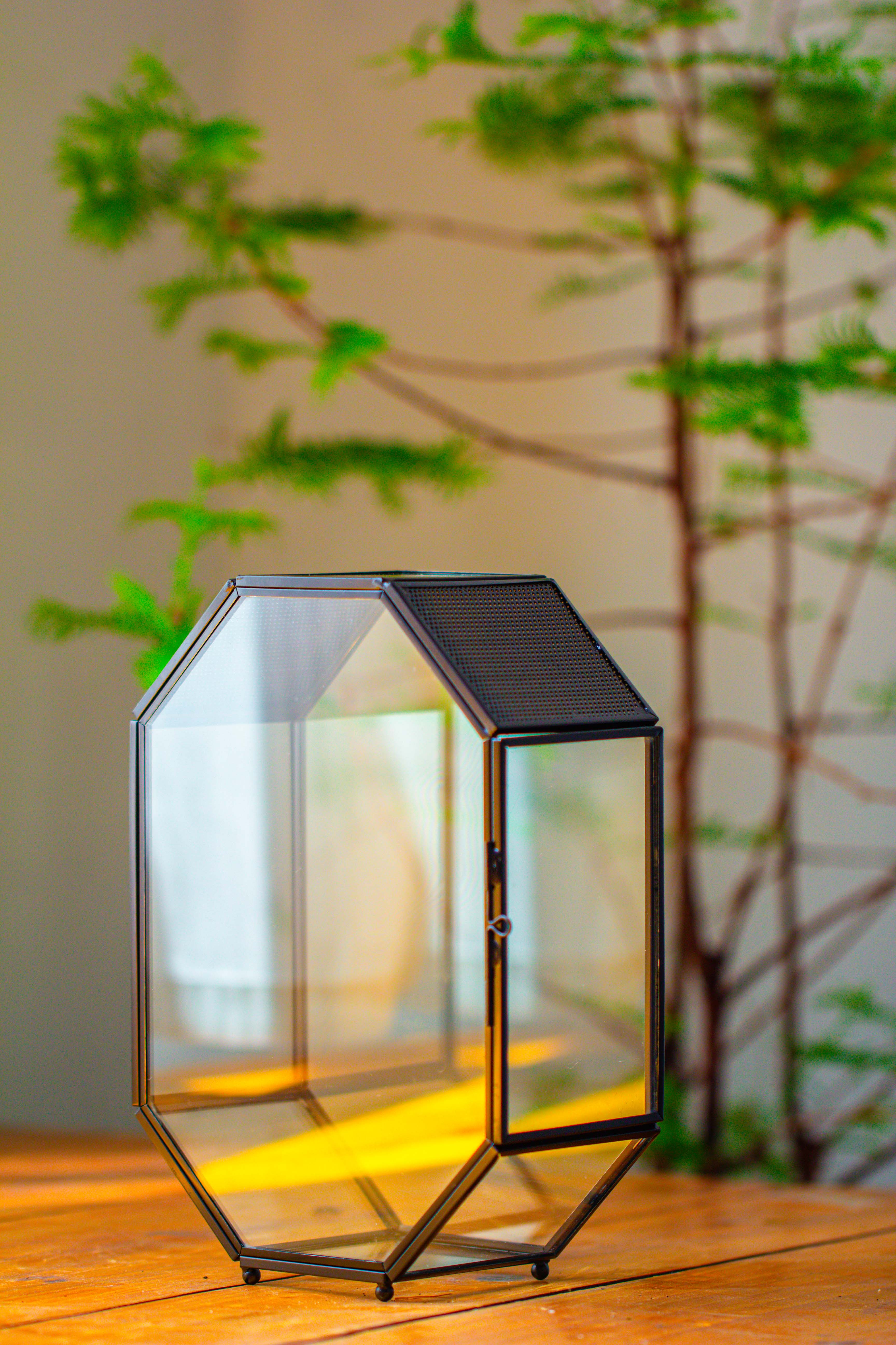 NCYP Octagon 6x8 inches Geometric Terrarium with vents for small insects - NCYPgarden