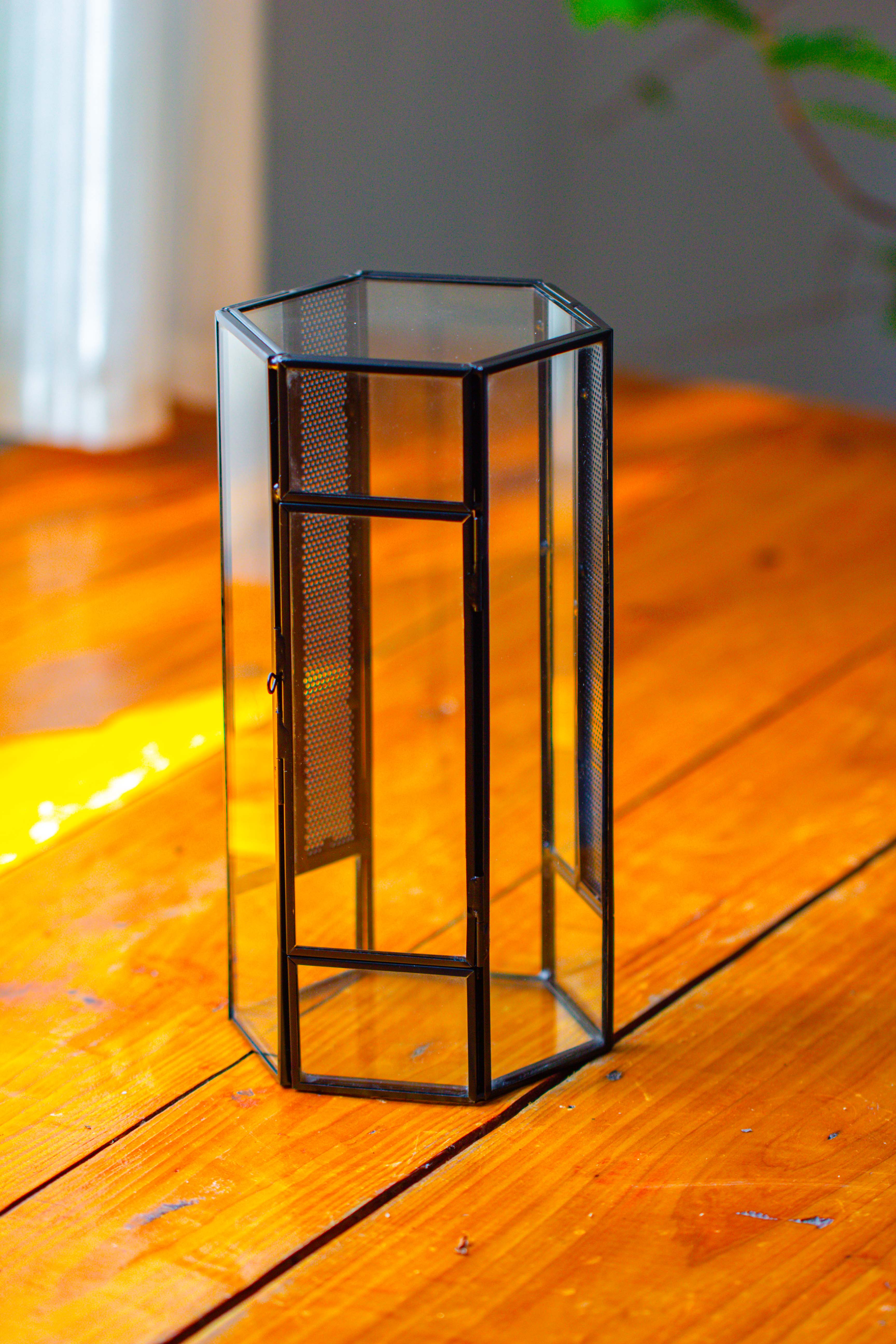 NCYP Tall Hexagon Mimi  Geometric Terrarium for Spiders and small Insects - NCYPgarden
