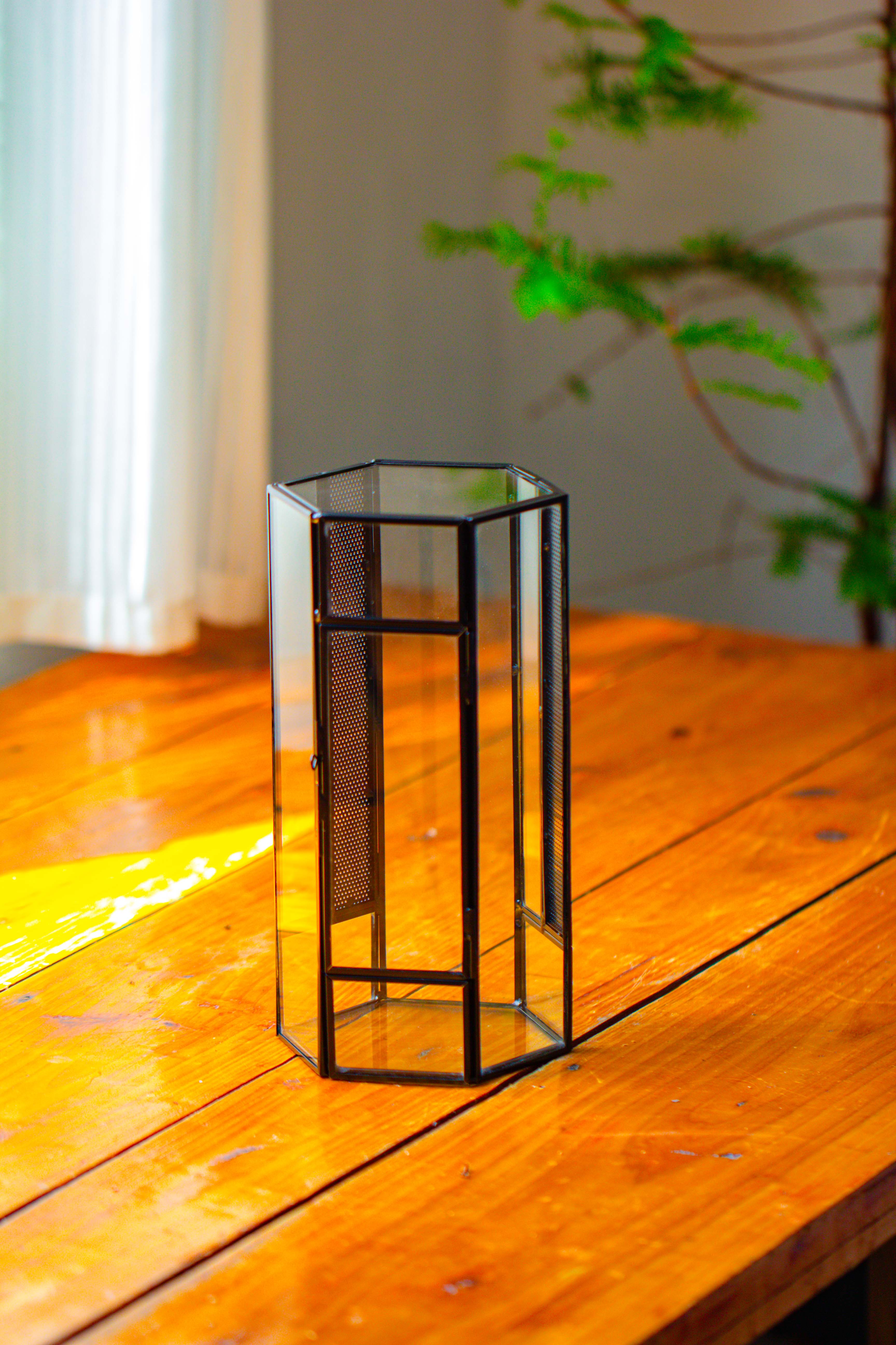 NCYP Tall Hexagon Mimi  Geometric Terrarium for Spiders and small Insects - NCYPgarden