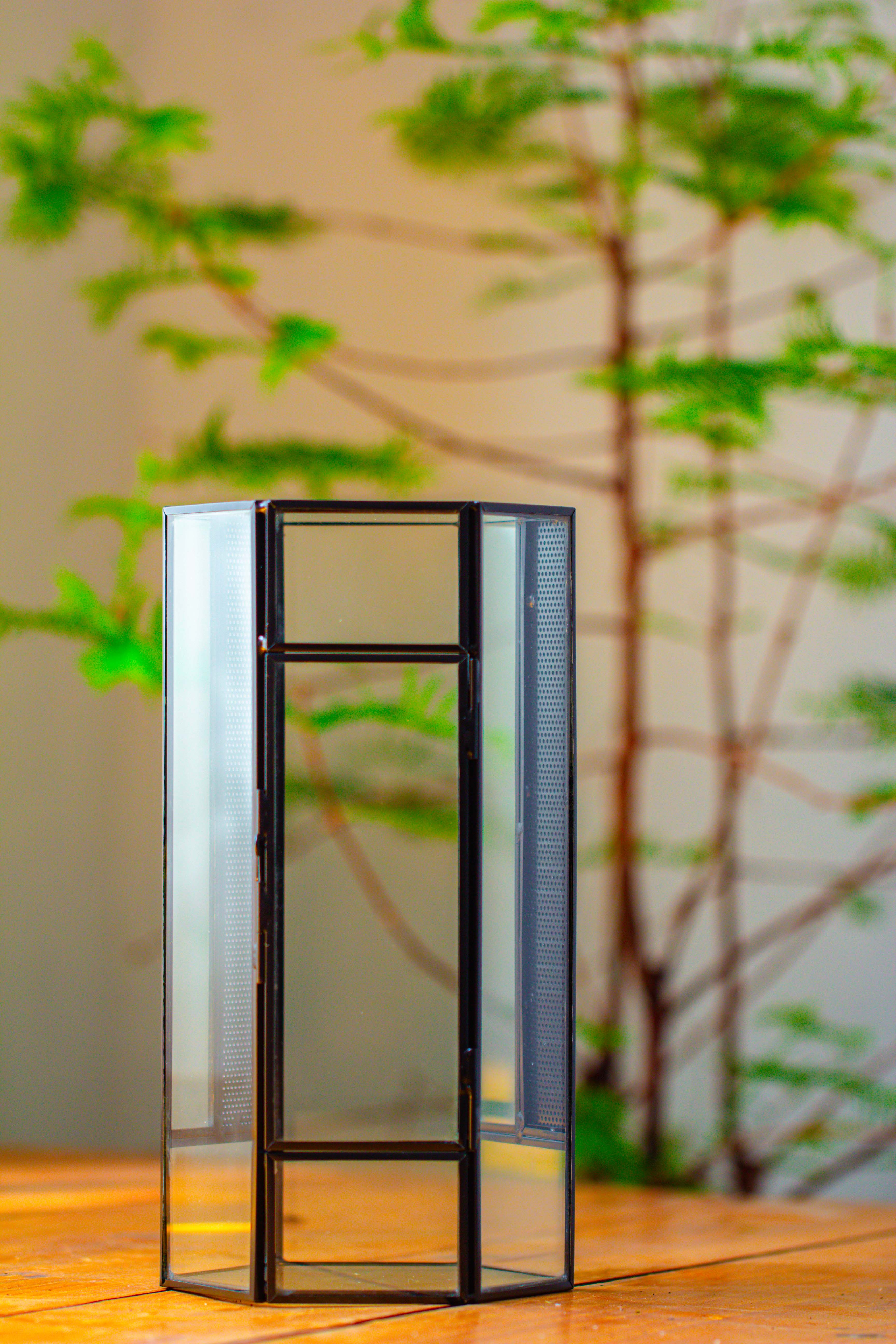 NCYP Tall Hexagon Mimi  Geometric Terrarium for Spiders and small Insects - NCYPgarden