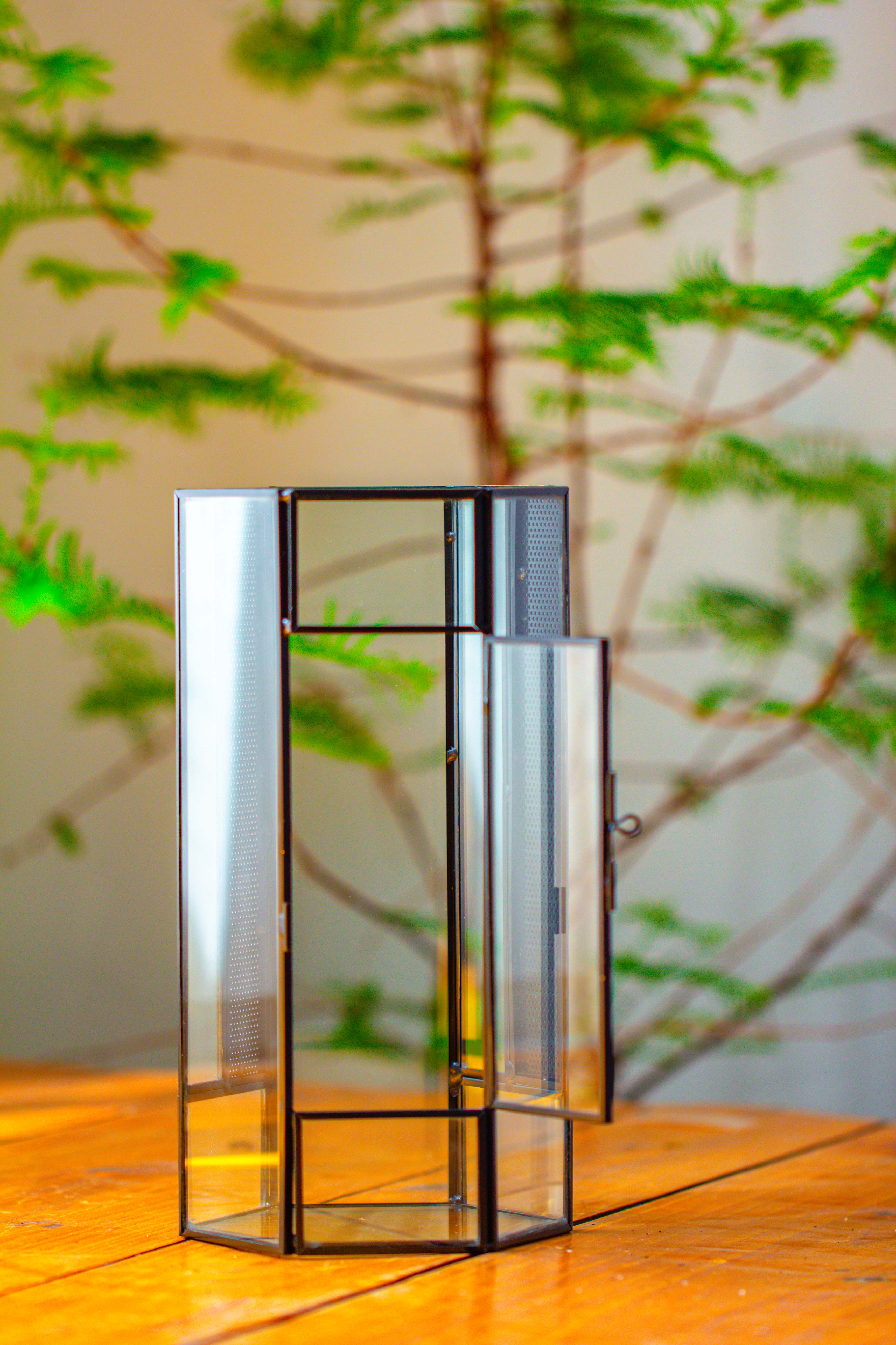 NCYP Tall Hexagon Mimi  Geometric Terrarium for Spiders and small Insects - NCYPgarden