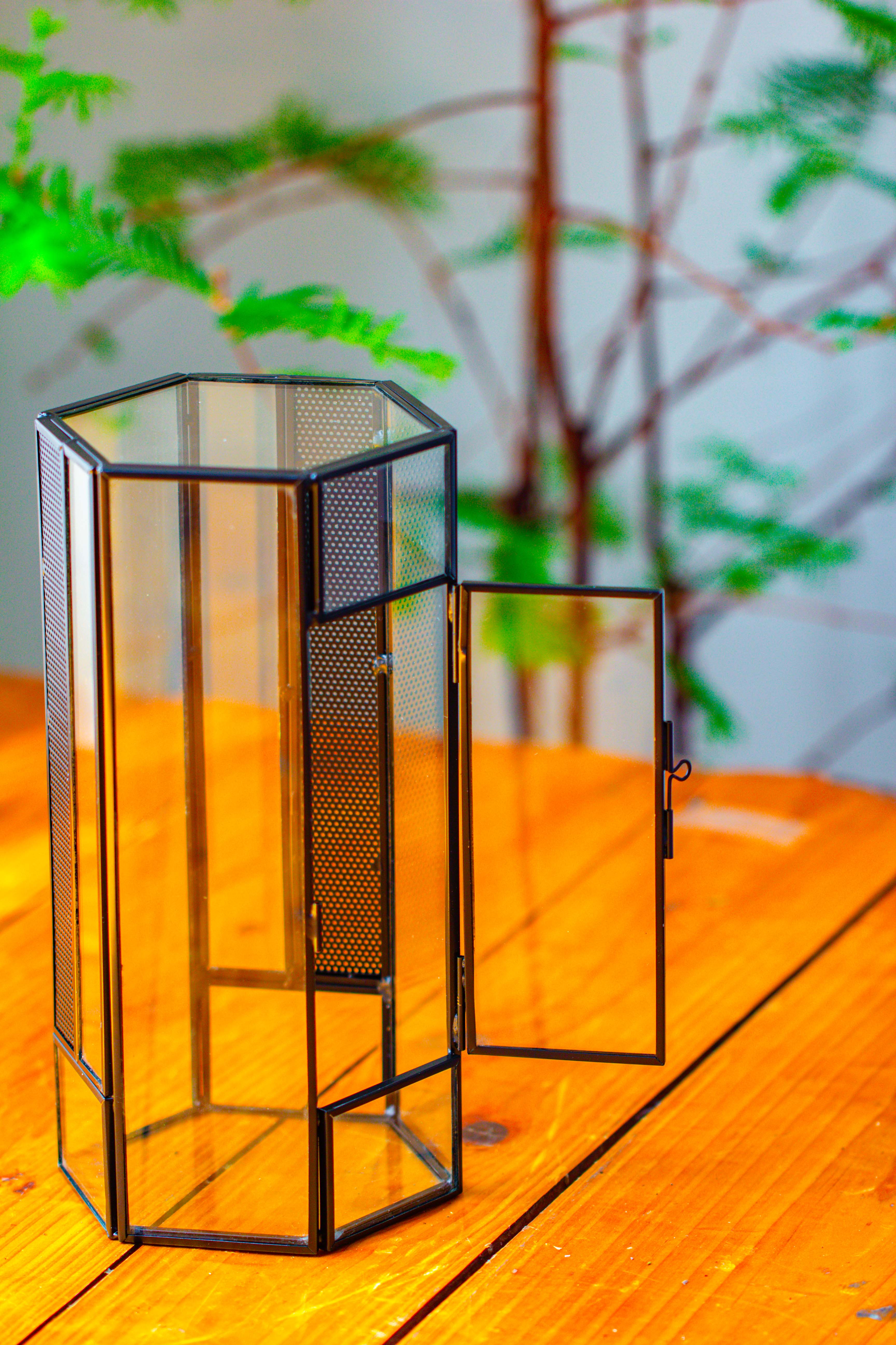 NCYP Tall Hexagon Mimi  Geometric Terrarium for Spiders and small Insects - NCYPgarden