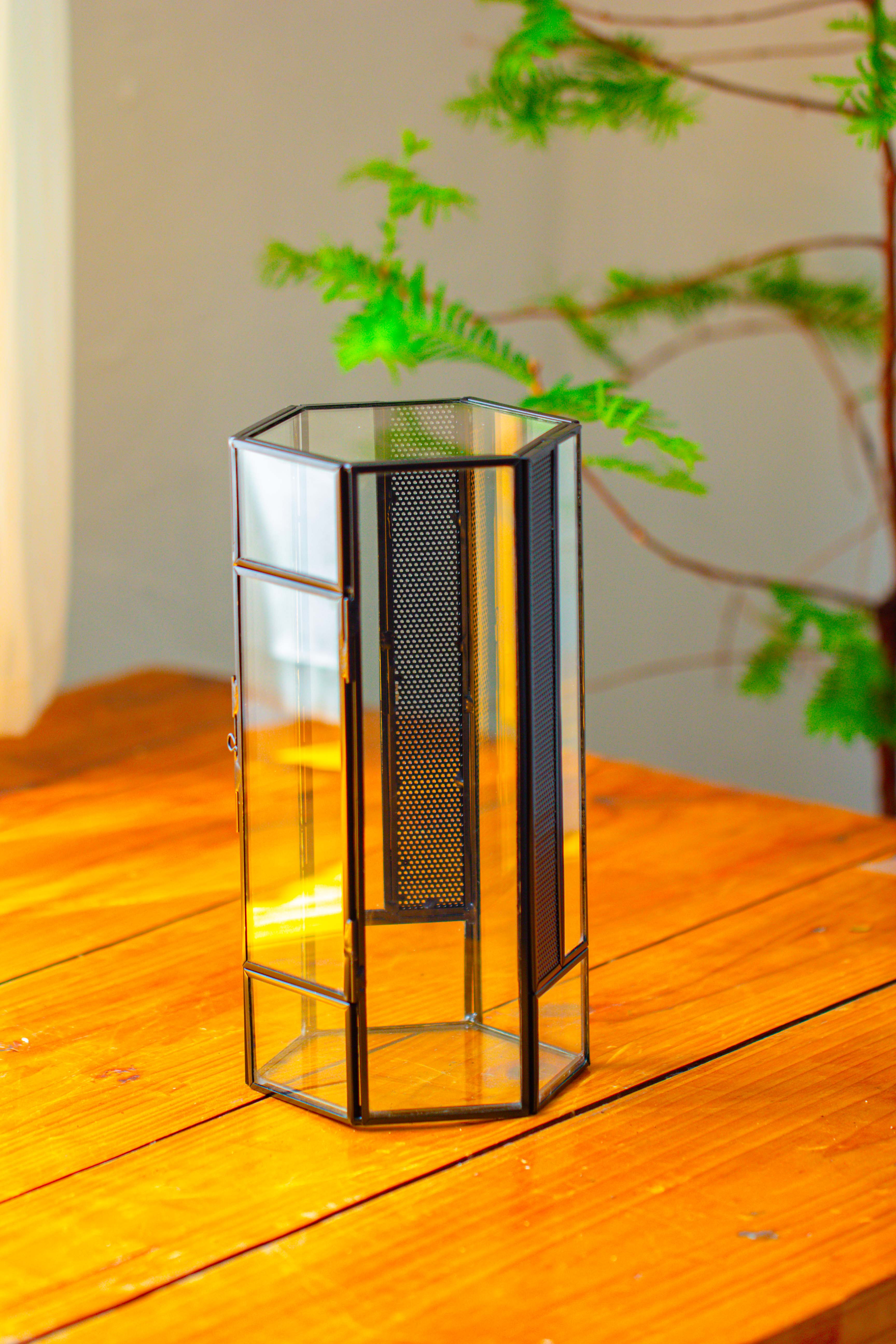 NCYP Tall Hexagon Mimi  Geometric Terrarium for Spiders and small Insects - NCYPgarden