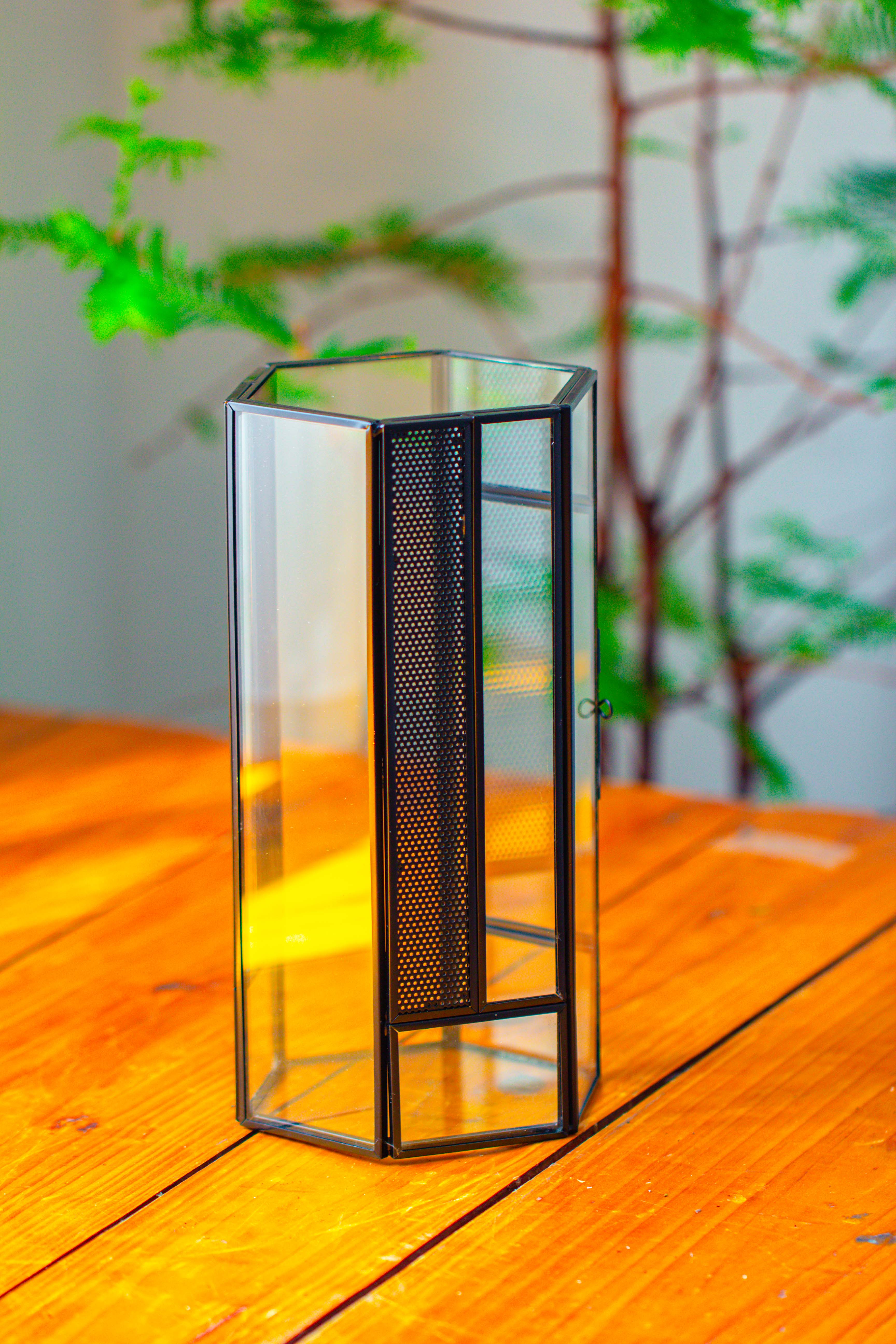 NCYP Tall Hexagon Mimi  Geometric Terrarium for Spiders and small Insects - NCYPgarden