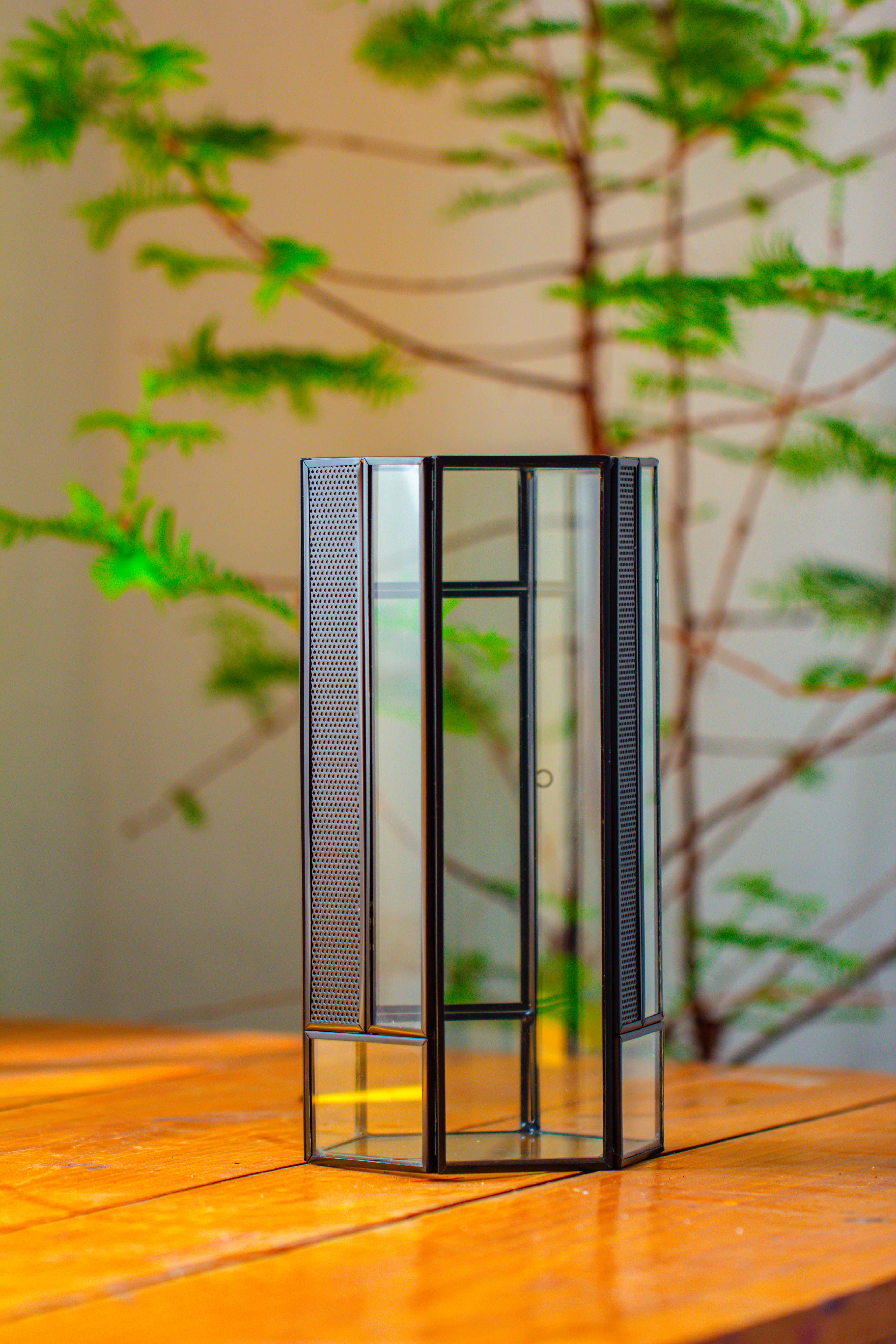 NCYP Tall Hexagon Mimi  Geometric Terrarium for Spiders and small Insects - NCYPgarden