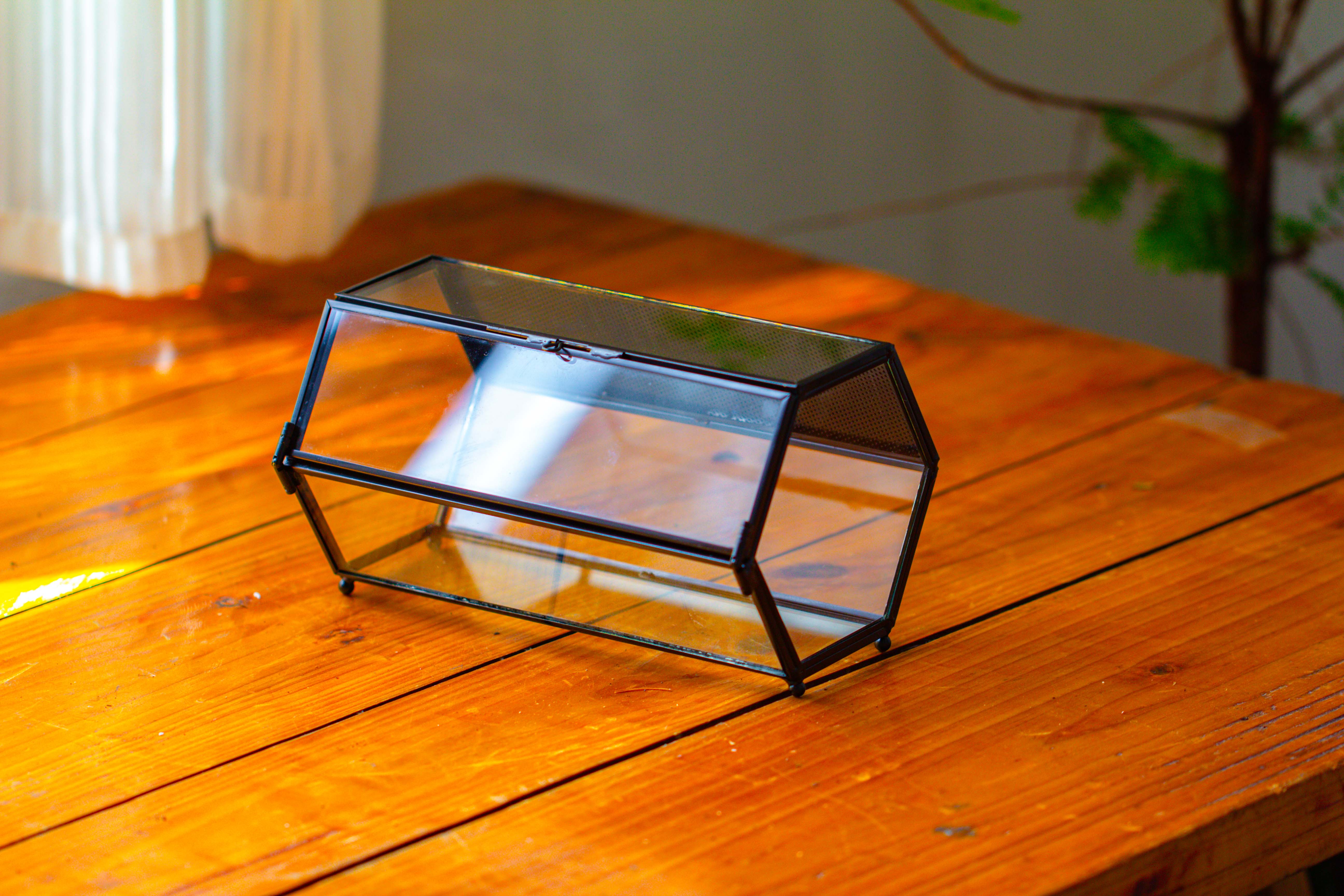 NCYP Long Hexagon Mimi  Geometric Terrarium for Spiders and small Insects - NCYPgarden