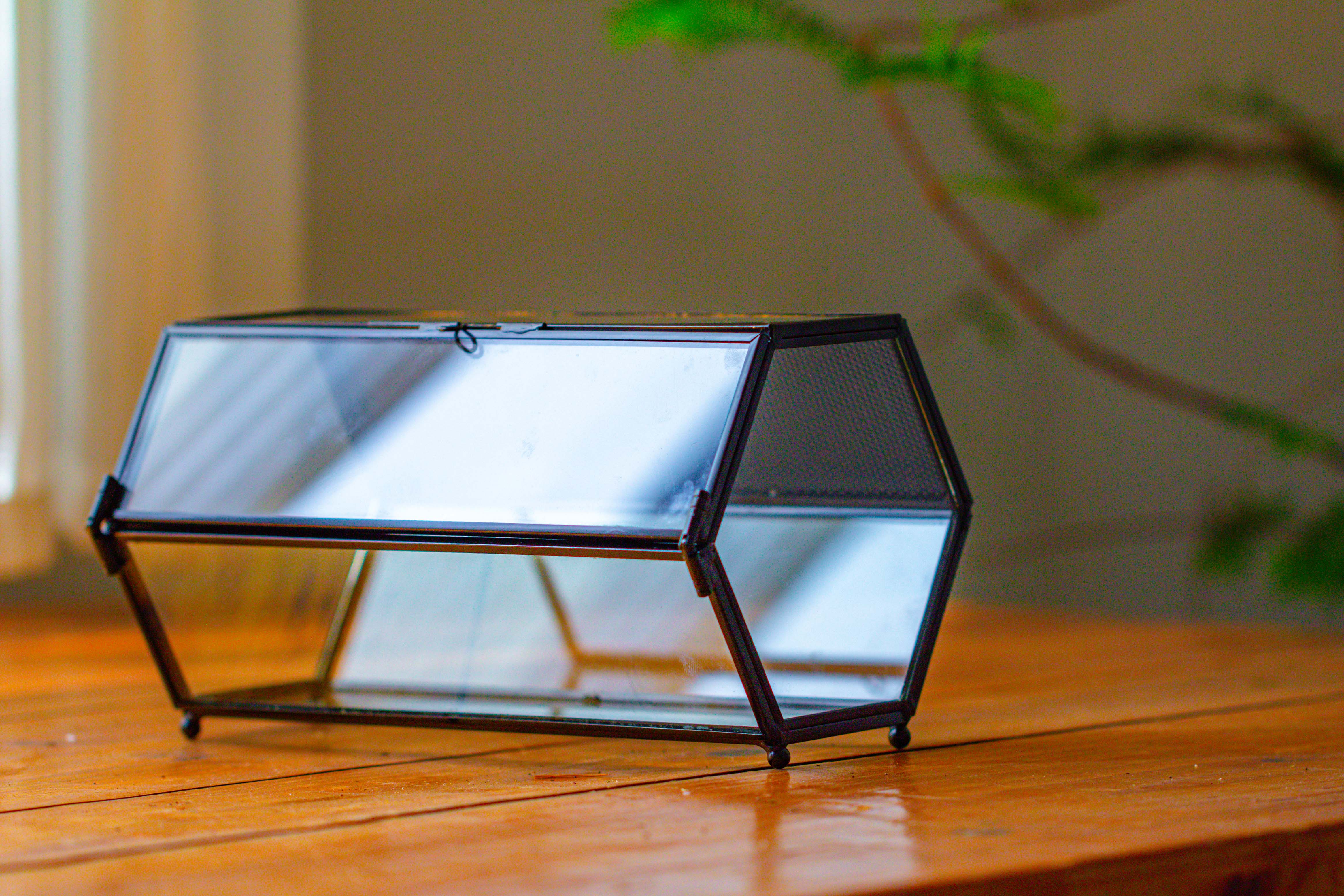 NCYP Long Hexagon Mimi  Geometric Terrarium for Spiders and small Insects - NCYPgarden