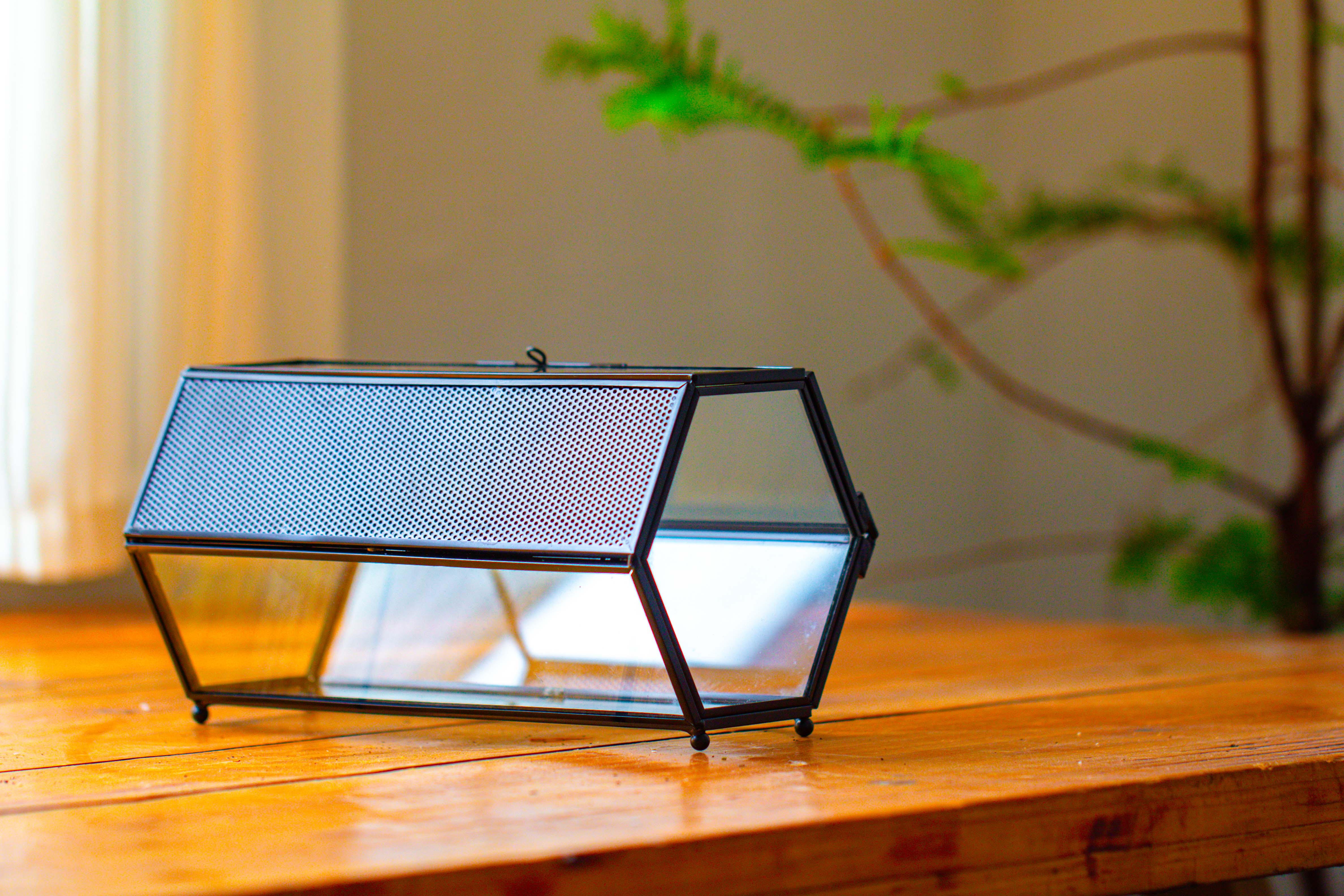 NCYP Long Hexagon Mimi  Geometric Terrarium for Spiders and small Insects - NCYPgarden