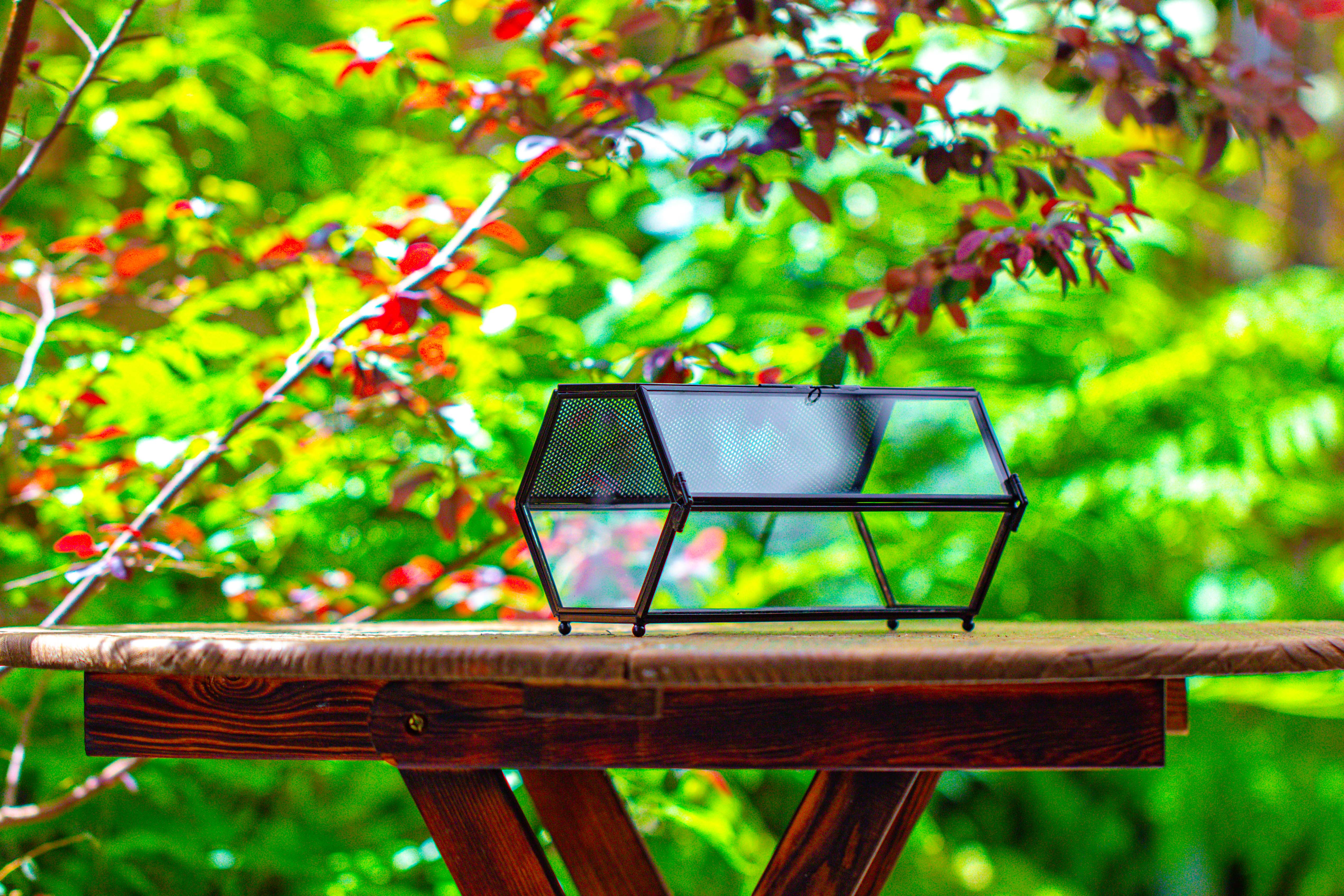 NCYP Long Hexagon Mimi  Geometric Terrarium for Spiders and small Insects - NCYPgarden