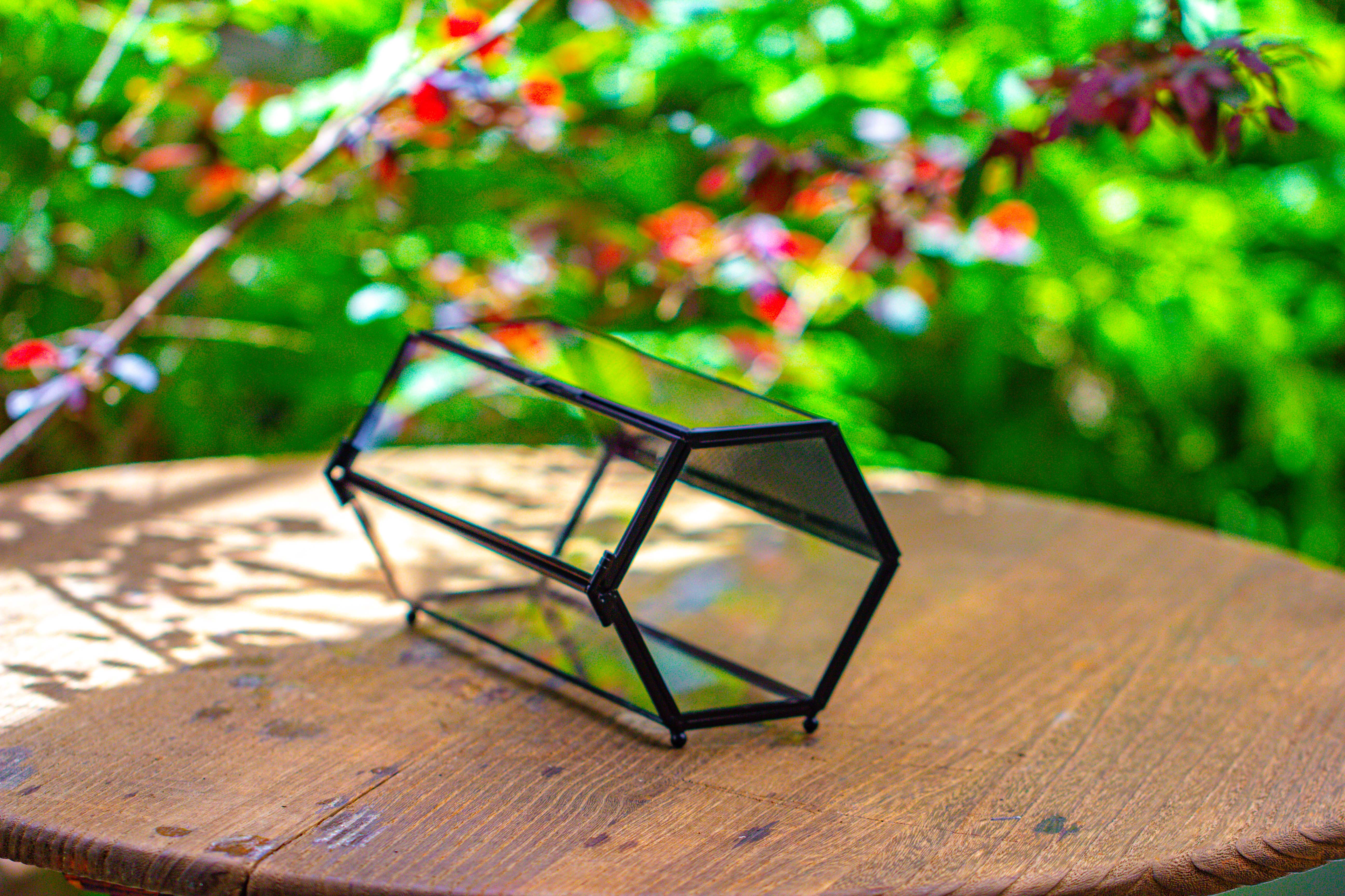 NCYP Long Hexagon Mimi  Geometric Terrarium for Spiders and small Insects - NCYPgarden