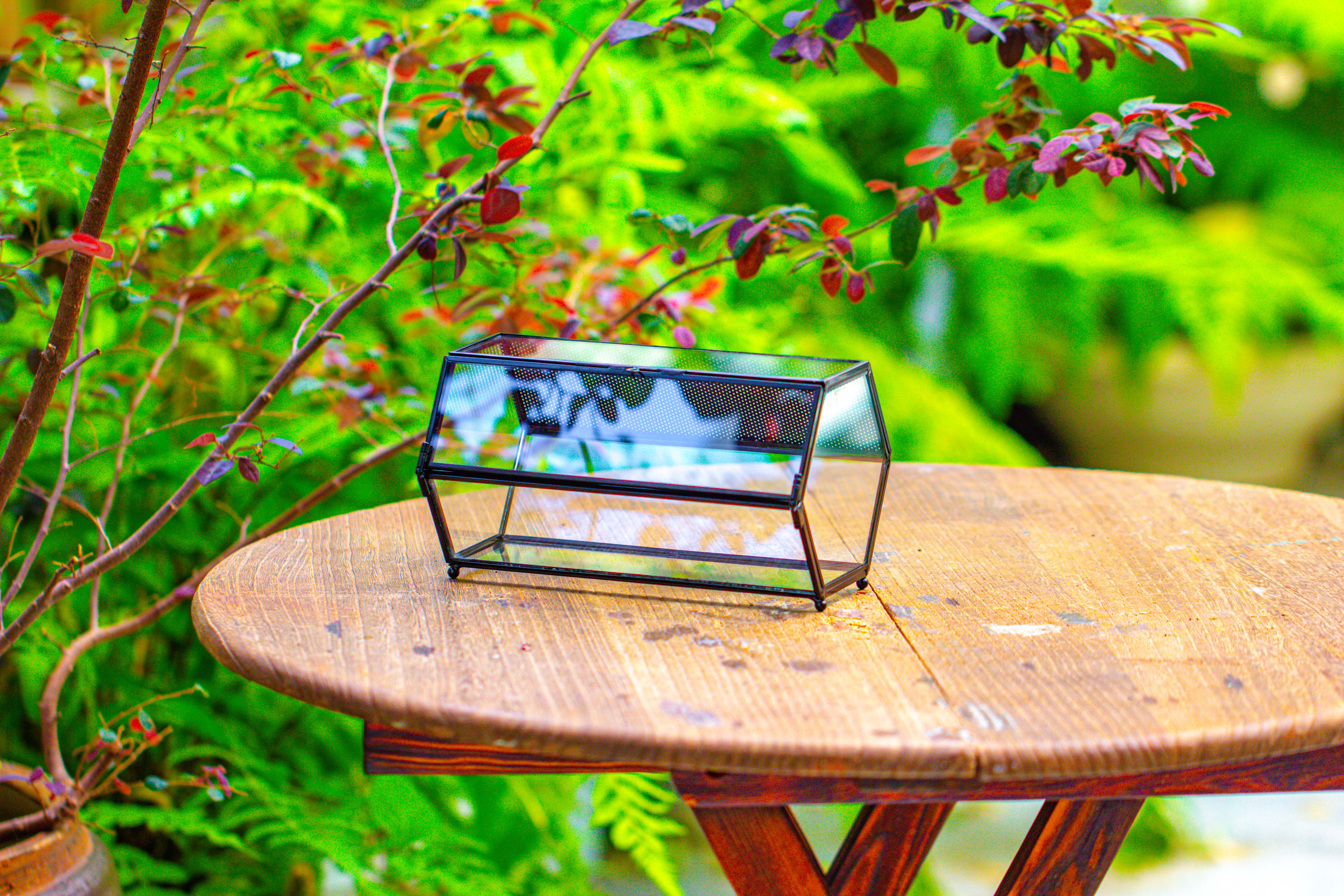 NCYP Long Hexagon Mimi  Geometric Terrarium for Spiders and small Insects - NCYPgarden