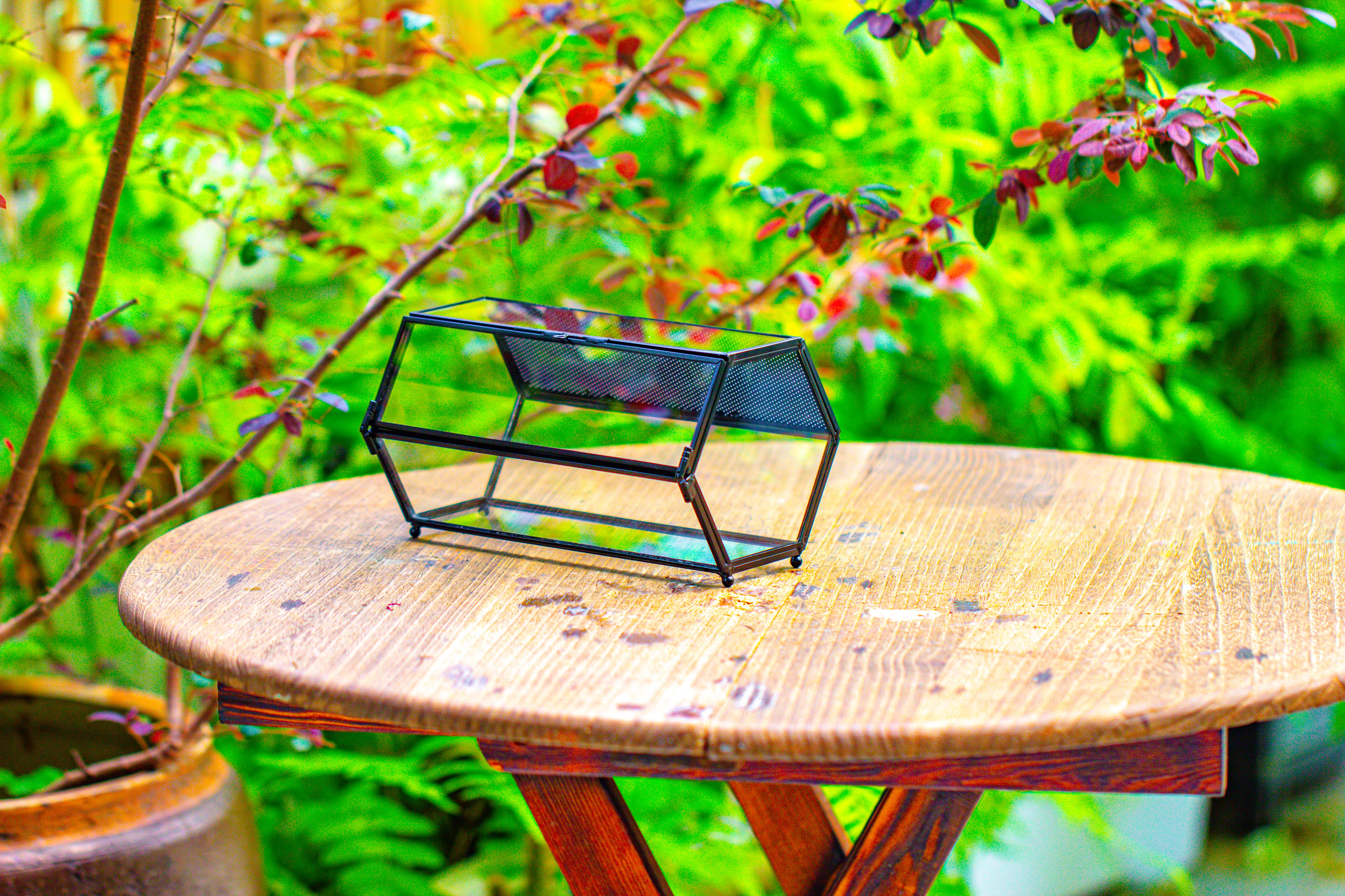 NCYP Long Hexagon Mimi  Geometric Terrarium for Spiders and small Insects - NCYPgarden