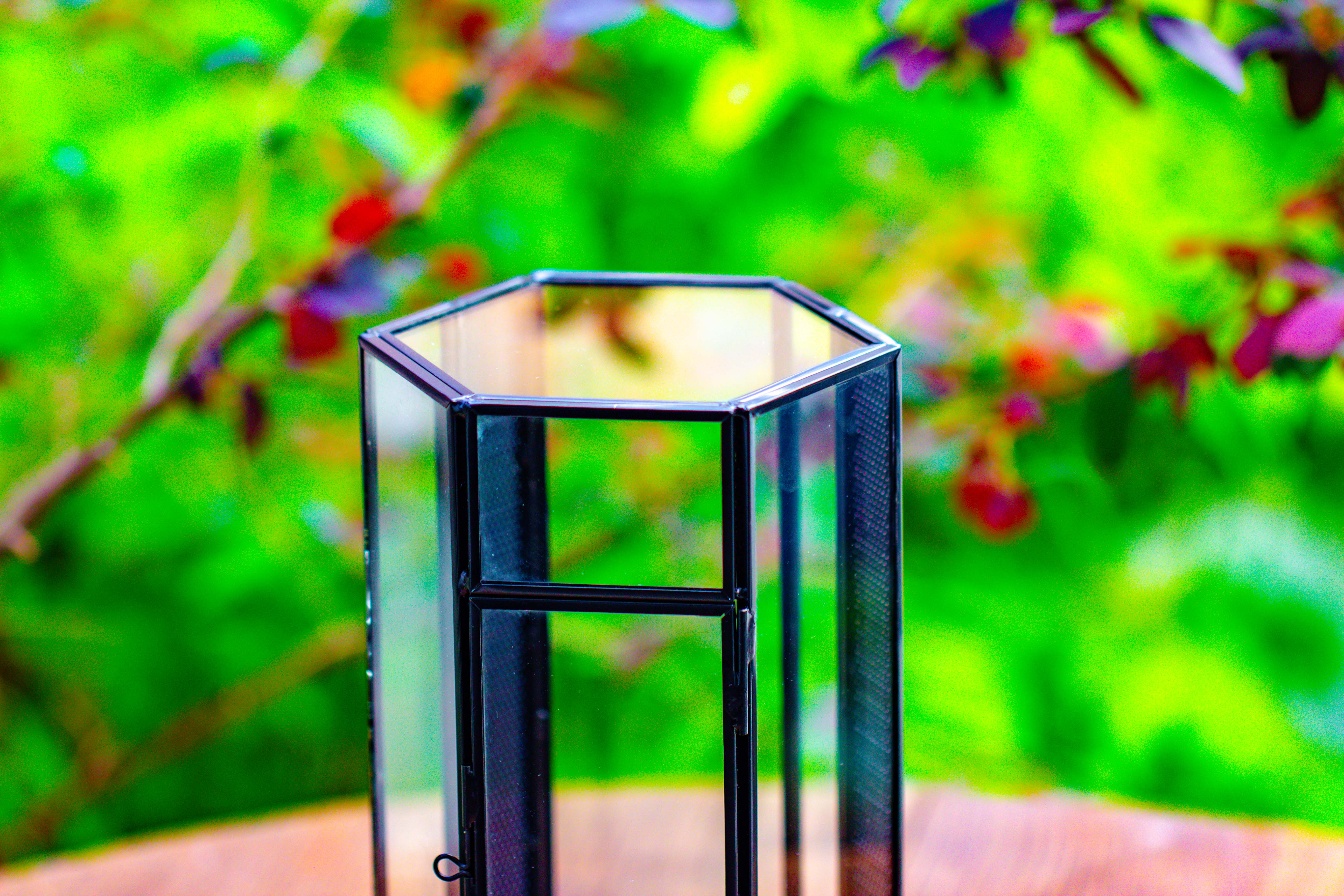 NCYP Tall Hexagon Mimi  Geometric Terrarium for Spiders and small Insects - NCYPgarden