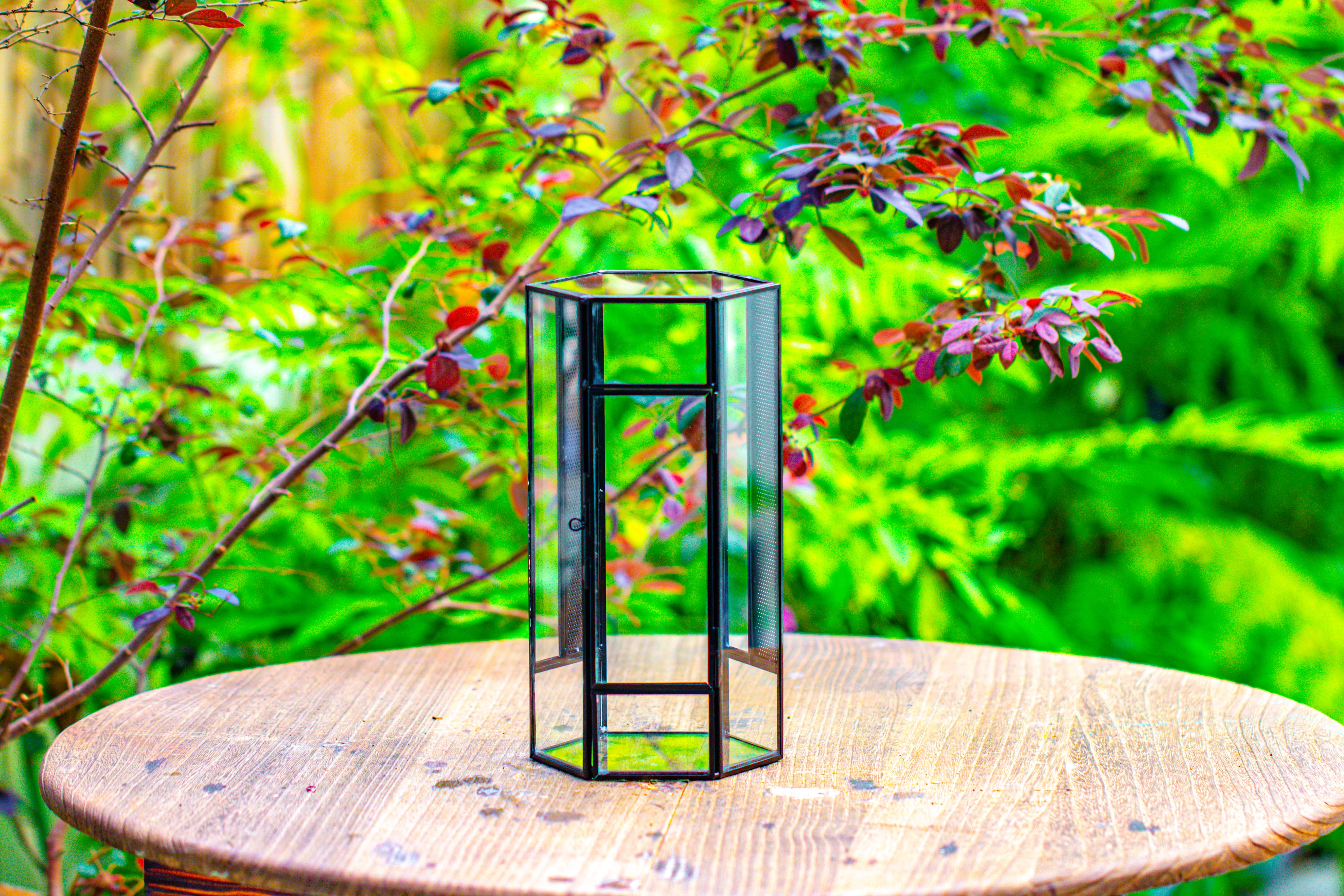 NCYP Tall Hexagon Mimi  Geometric Terrarium for Spiders and small Insects - NCYPgarden