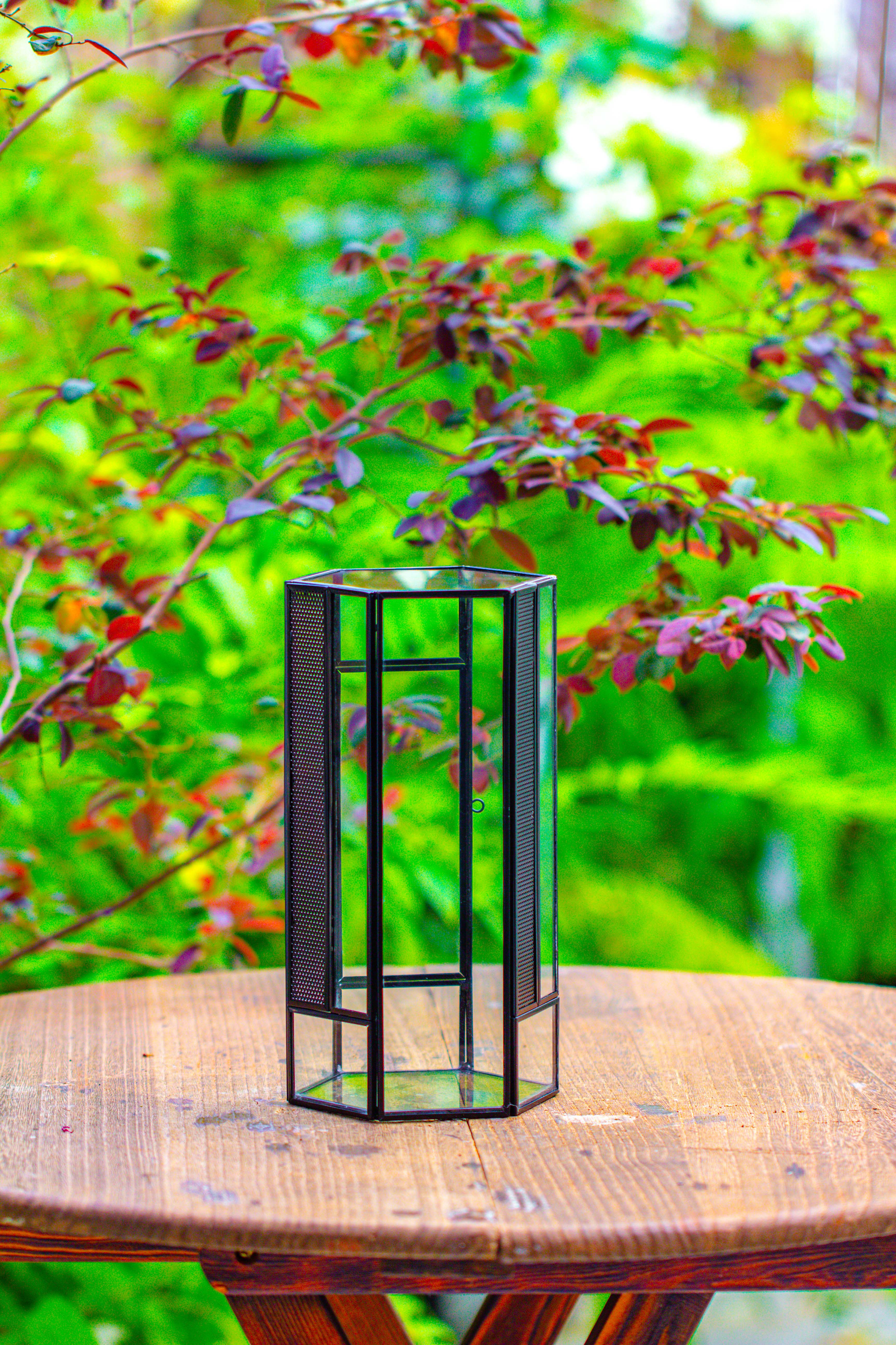 NCYP Tall Hexagon Mimi  Geometric Terrarium for Spiders and small Insects - NCYPgarden