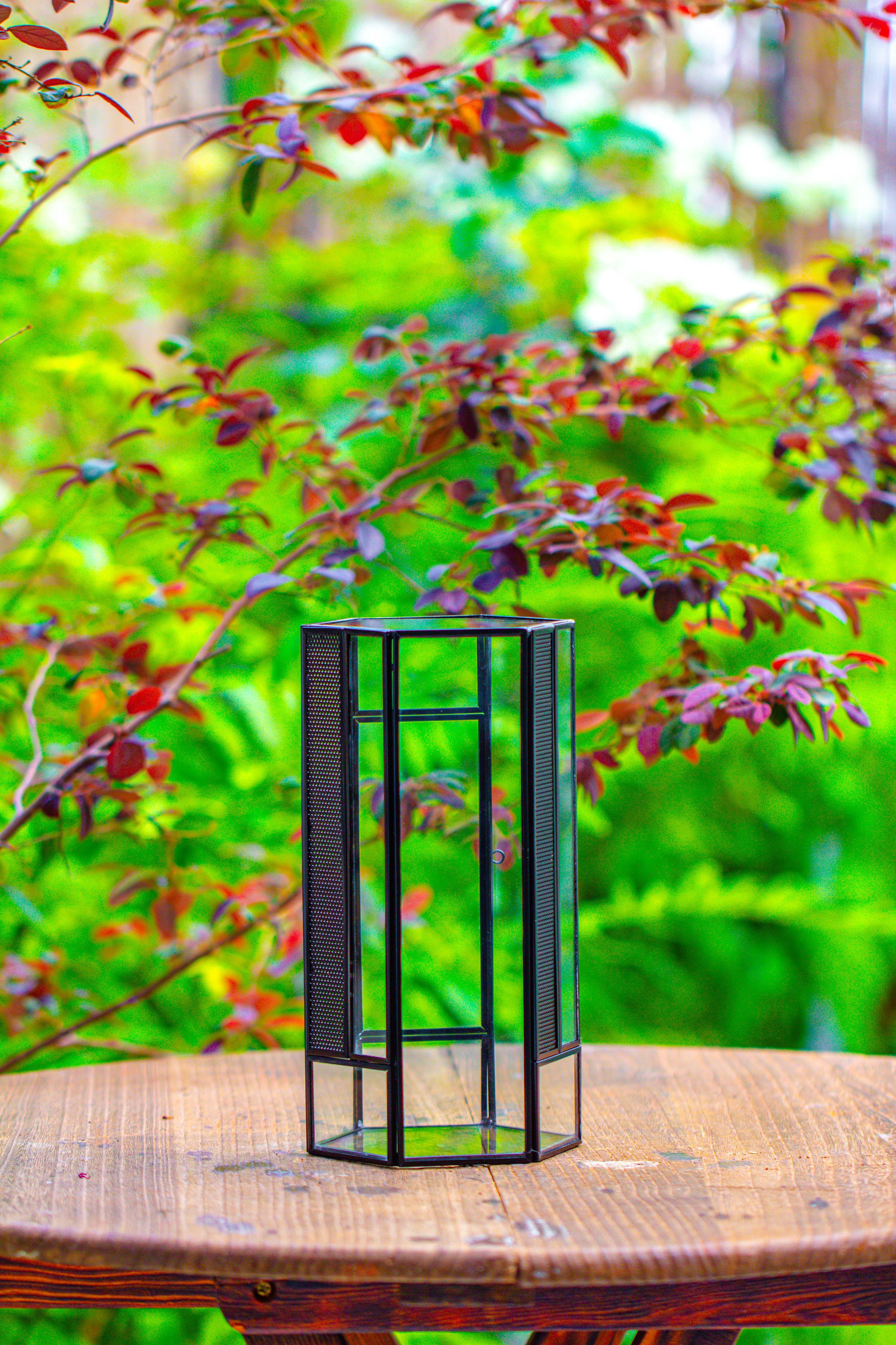 NCYP Tall Hexagon Mimi  Geometric Terrarium for Spiders and small Insects - NCYPgarden