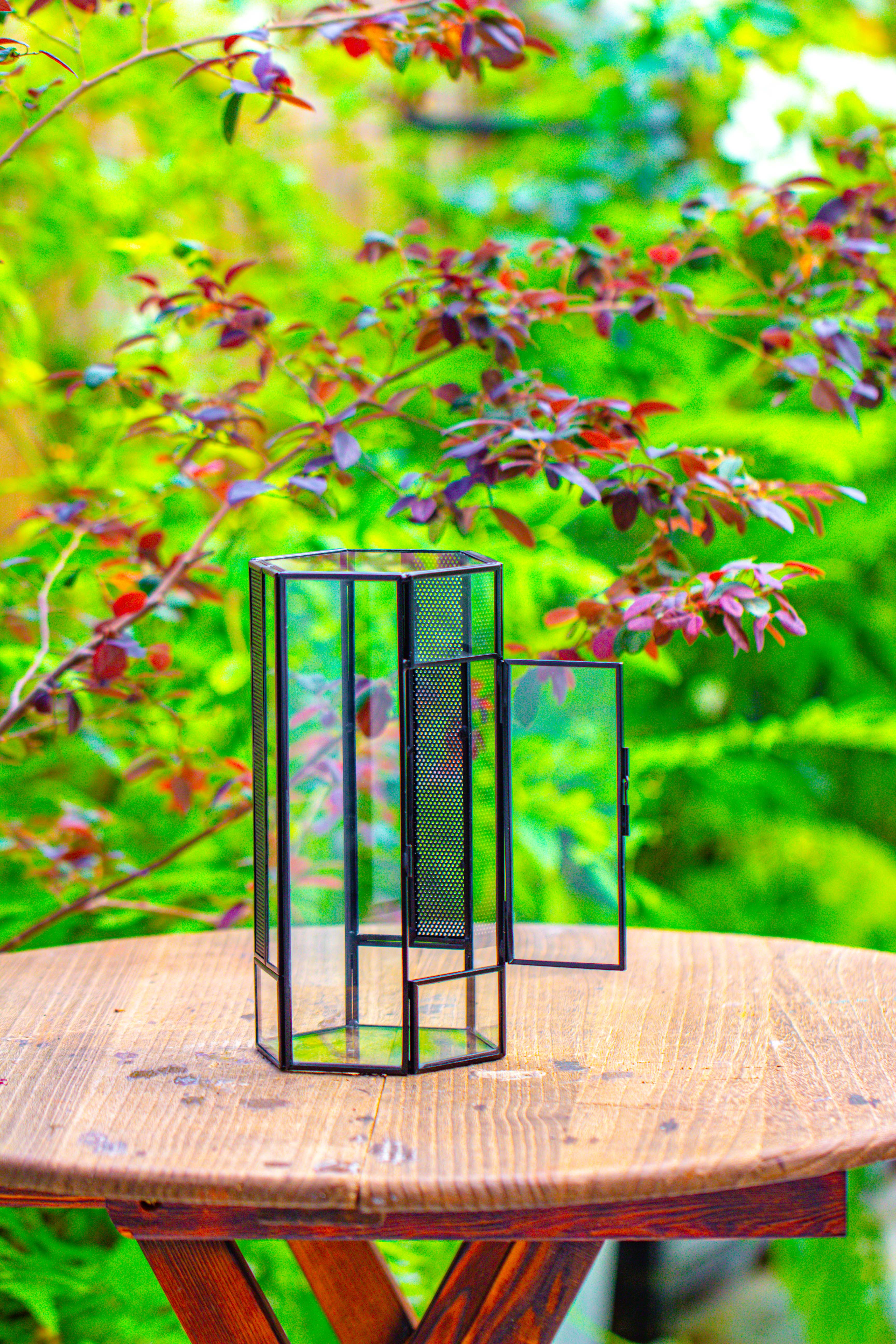 NCYP Tall Hexagon Mimi  Geometric Terrarium for Spiders and small Insects - NCYPgarden