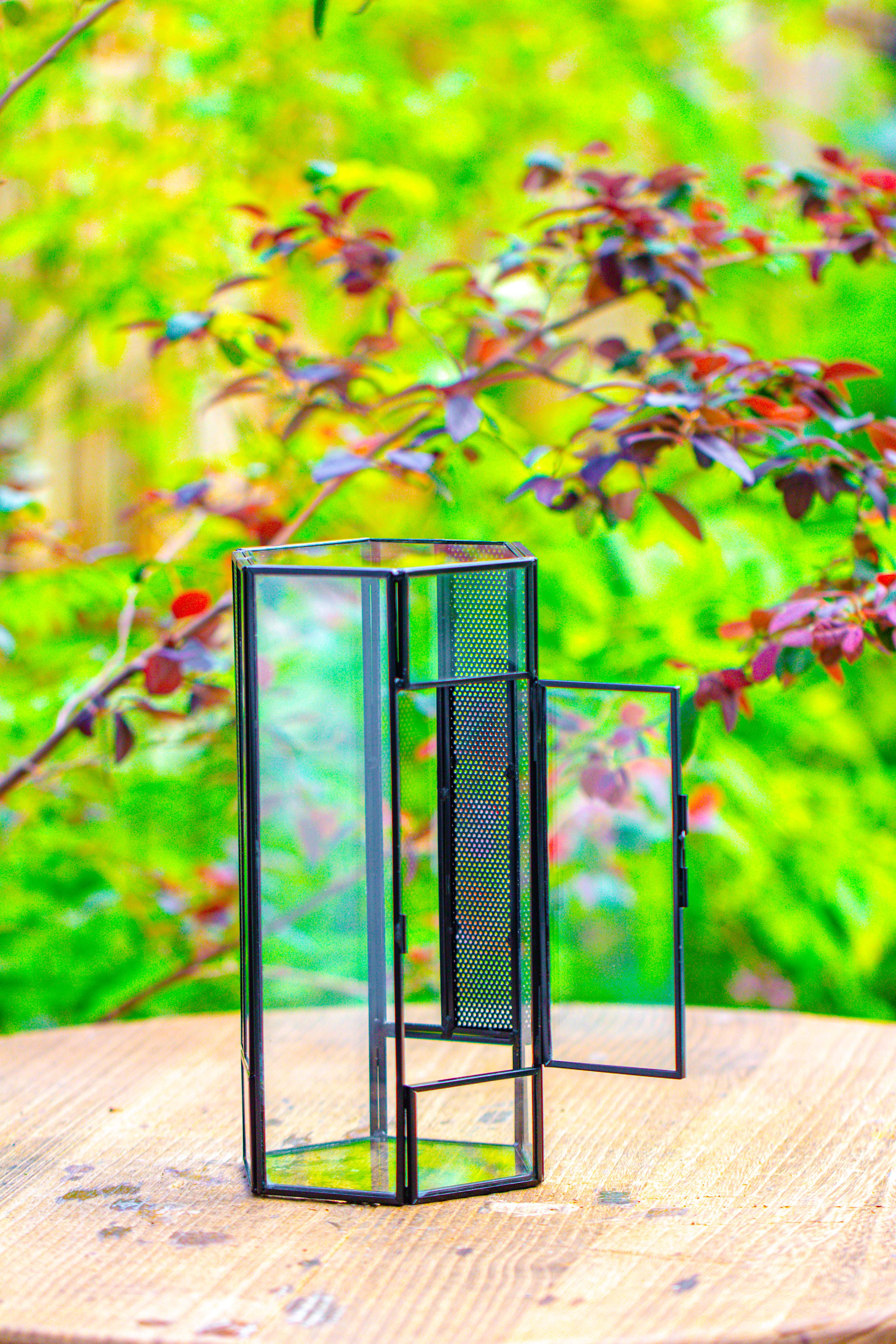 NCYP Tall Hexagon Mimi  Geometric Terrarium for Spiders and small Insects - NCYPgarden