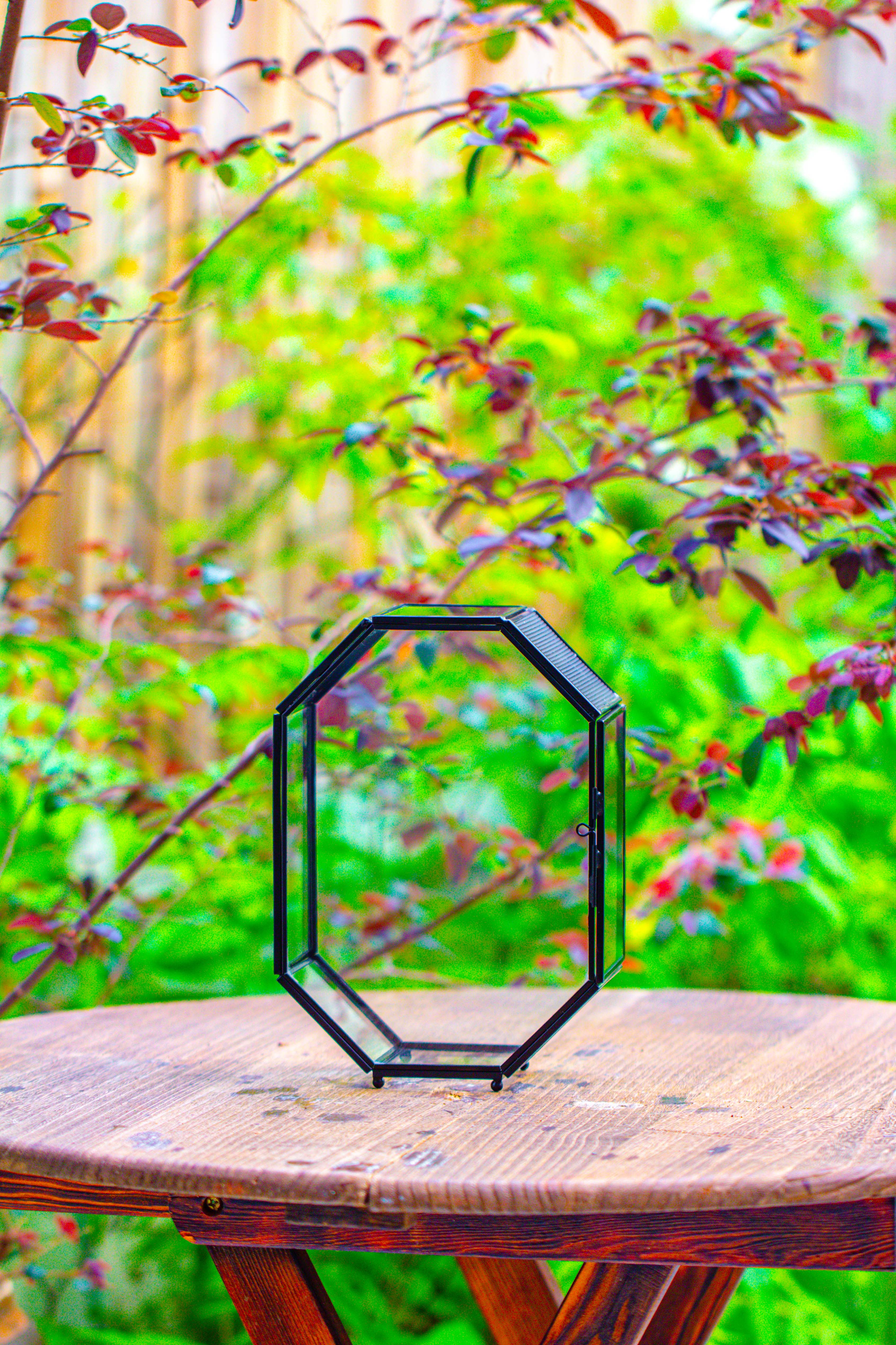 NCYP Octagon 6x8 inches Geometric Terrarium with vents for small insects - NCYPgarden