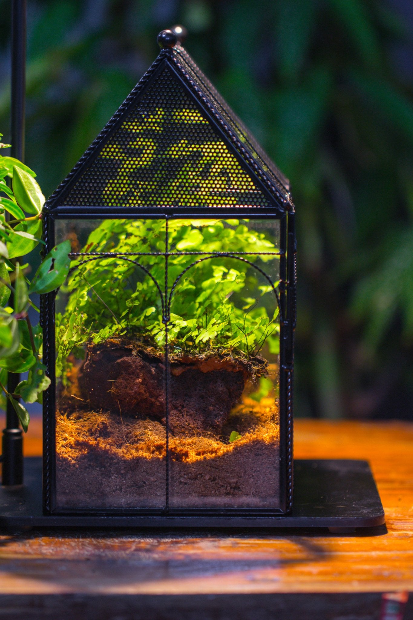 NCYP Vintage House Shape Tin and Glass Geometric Terrarium, with side door, with Mesh / vent holes for small Insects Pet - NCYPgarden