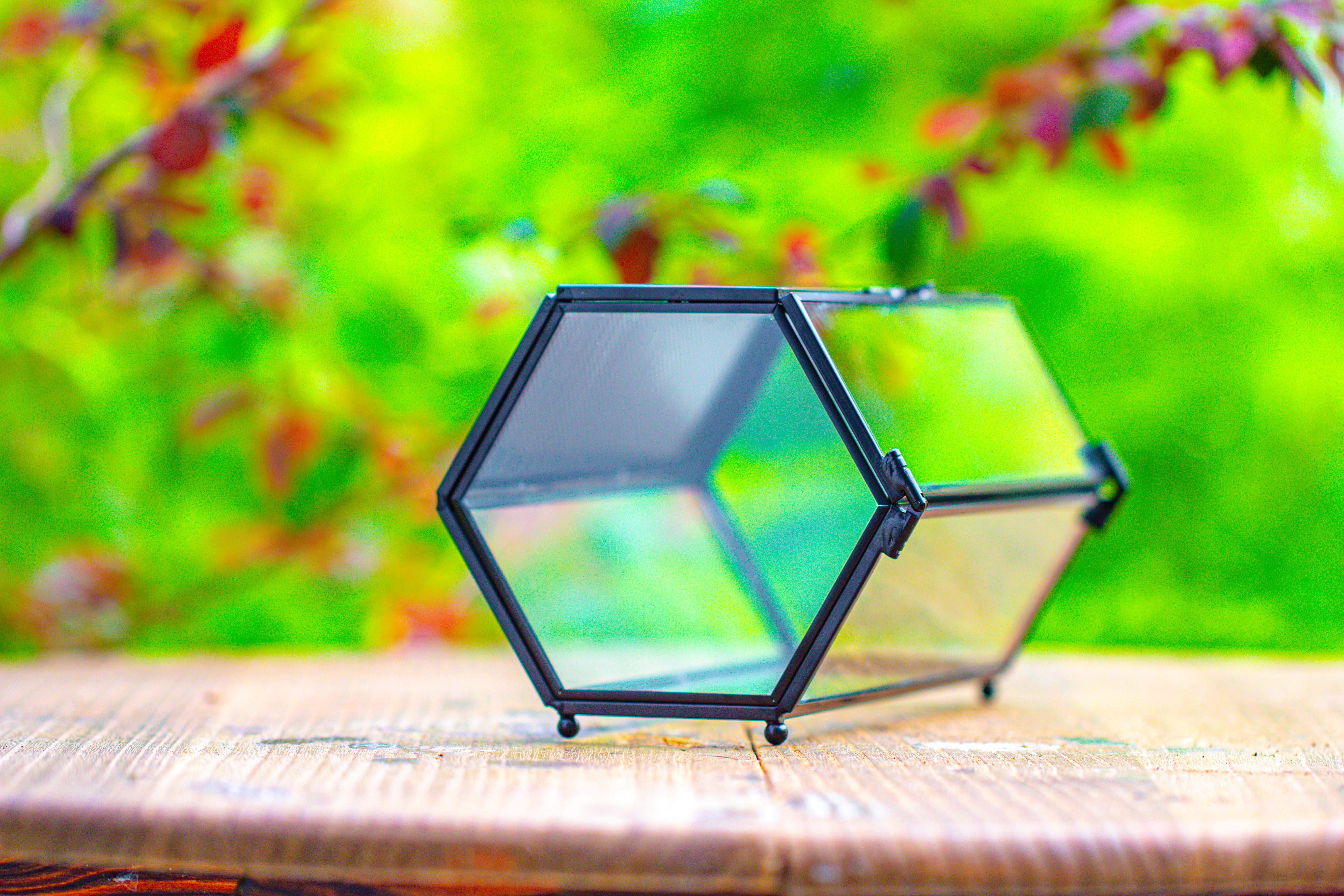 NCYP Long Hexagon Mimi  Geometric Terrarium for Spiders and small Insects - NCYPgarden