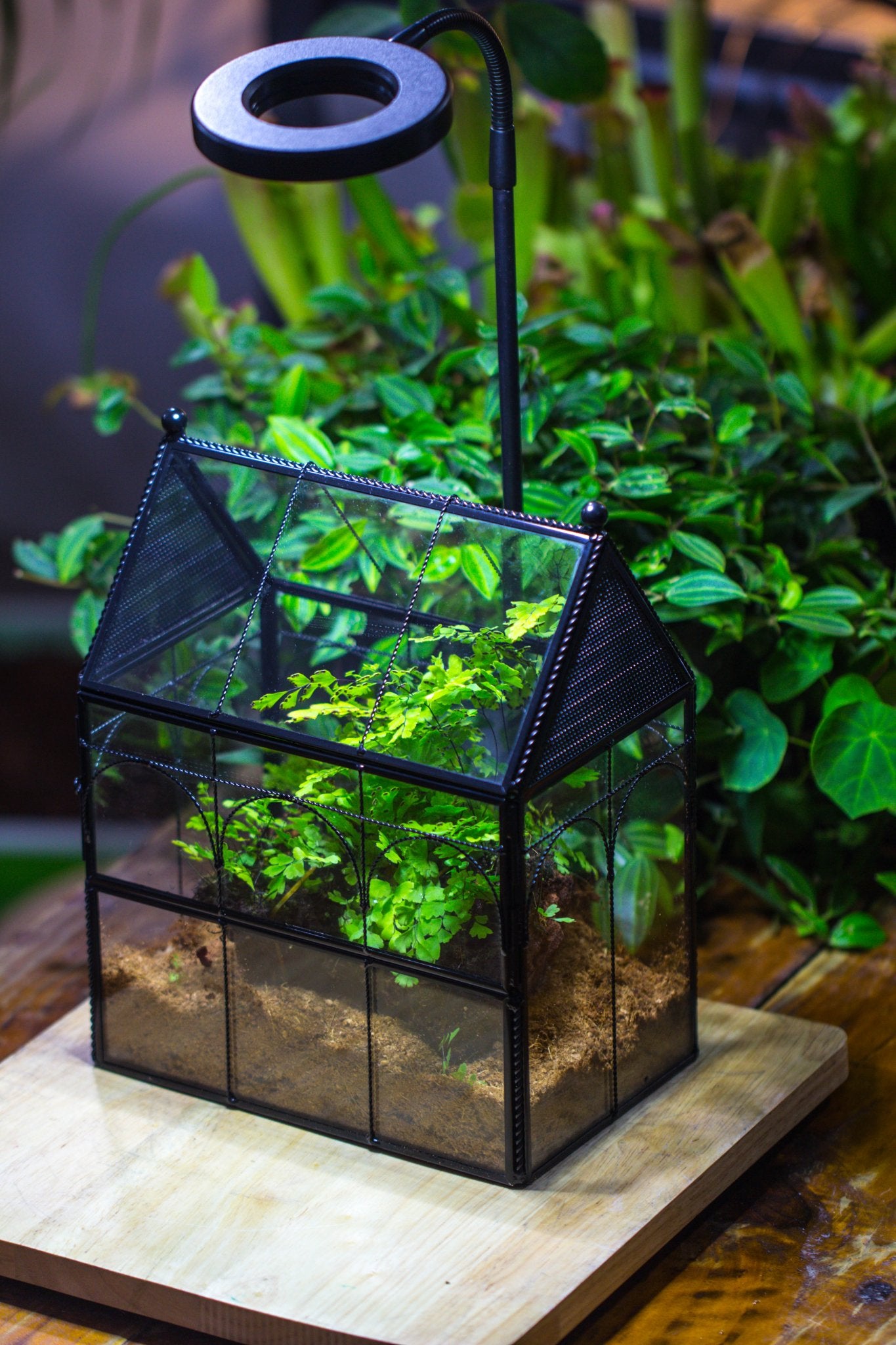 NCYP Vintage House Shape Tin and Glass Geometric Terrarium, with side door, with Mesh / vent holes for small Insects Pet - NCYPgarden