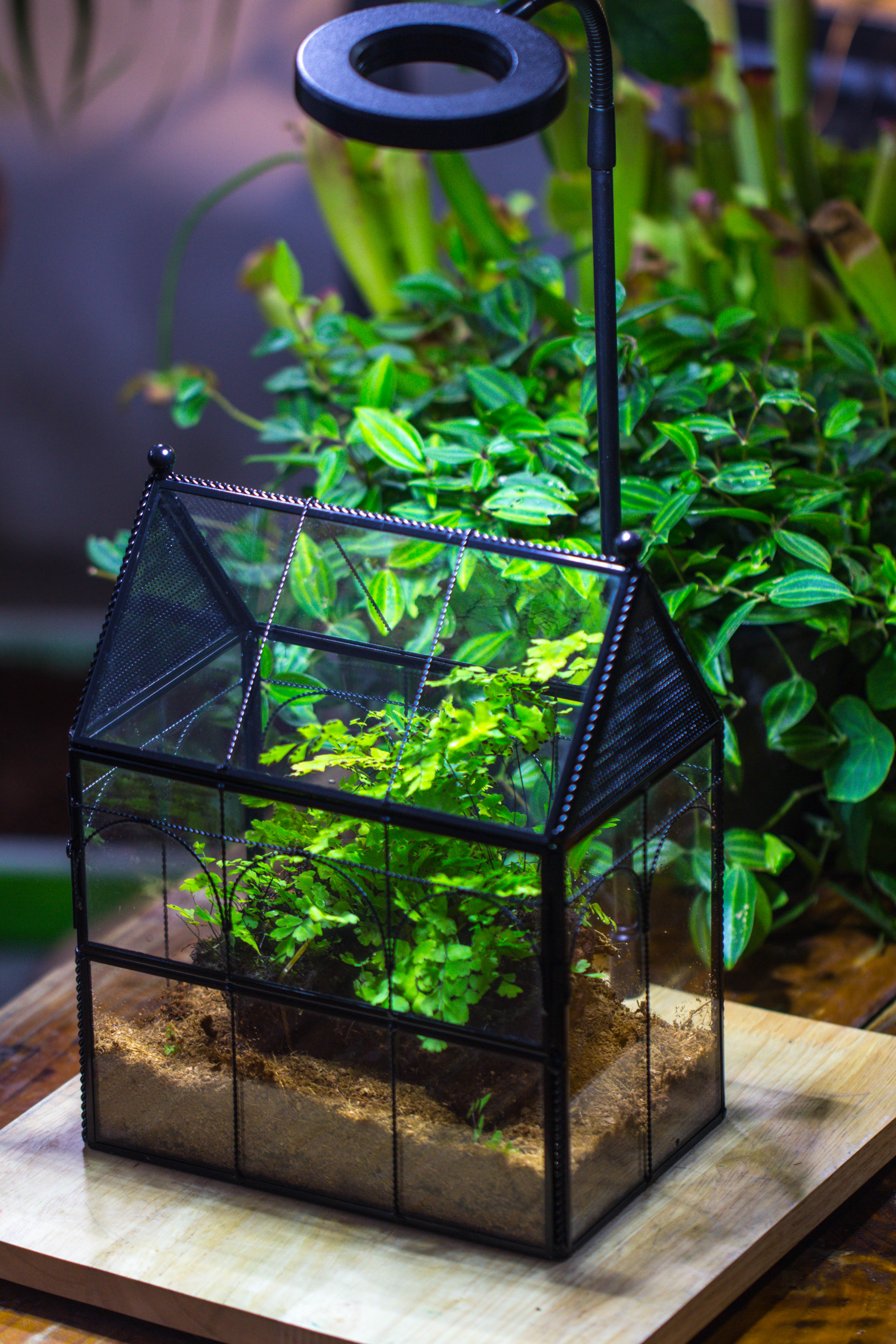 Handmade Twisted Wire House Shape Glass Geometric Terrarium with LED Light Set, Snail Jumping Spider Enclosure, Insect Container Set - NCYPgarden