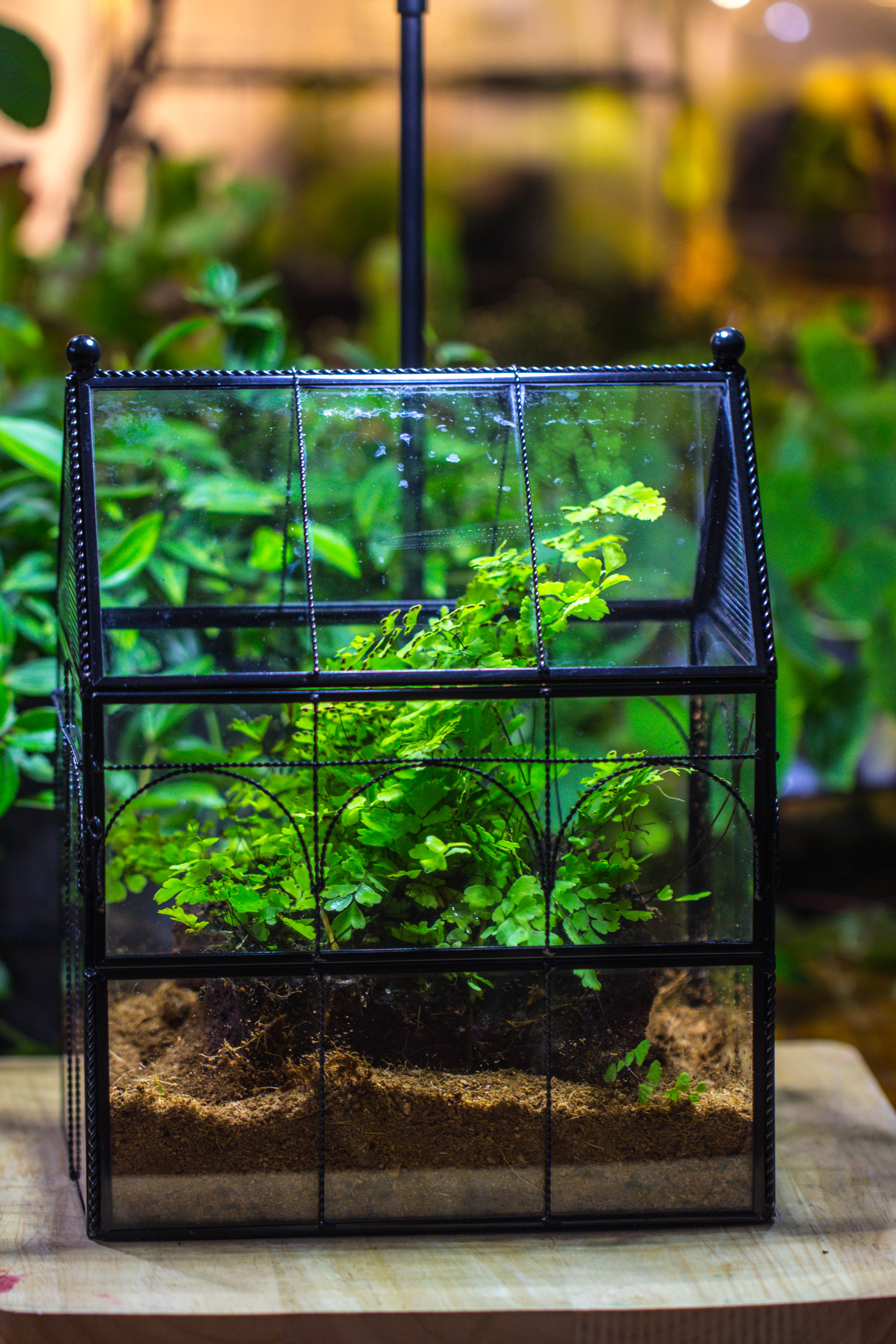 Handmade Twisted Wire House Shape Glass Geometric Terrarium with LED Light Set, Snail Jumping Spider Enclosure, Insect Container Set - NCYPgarden