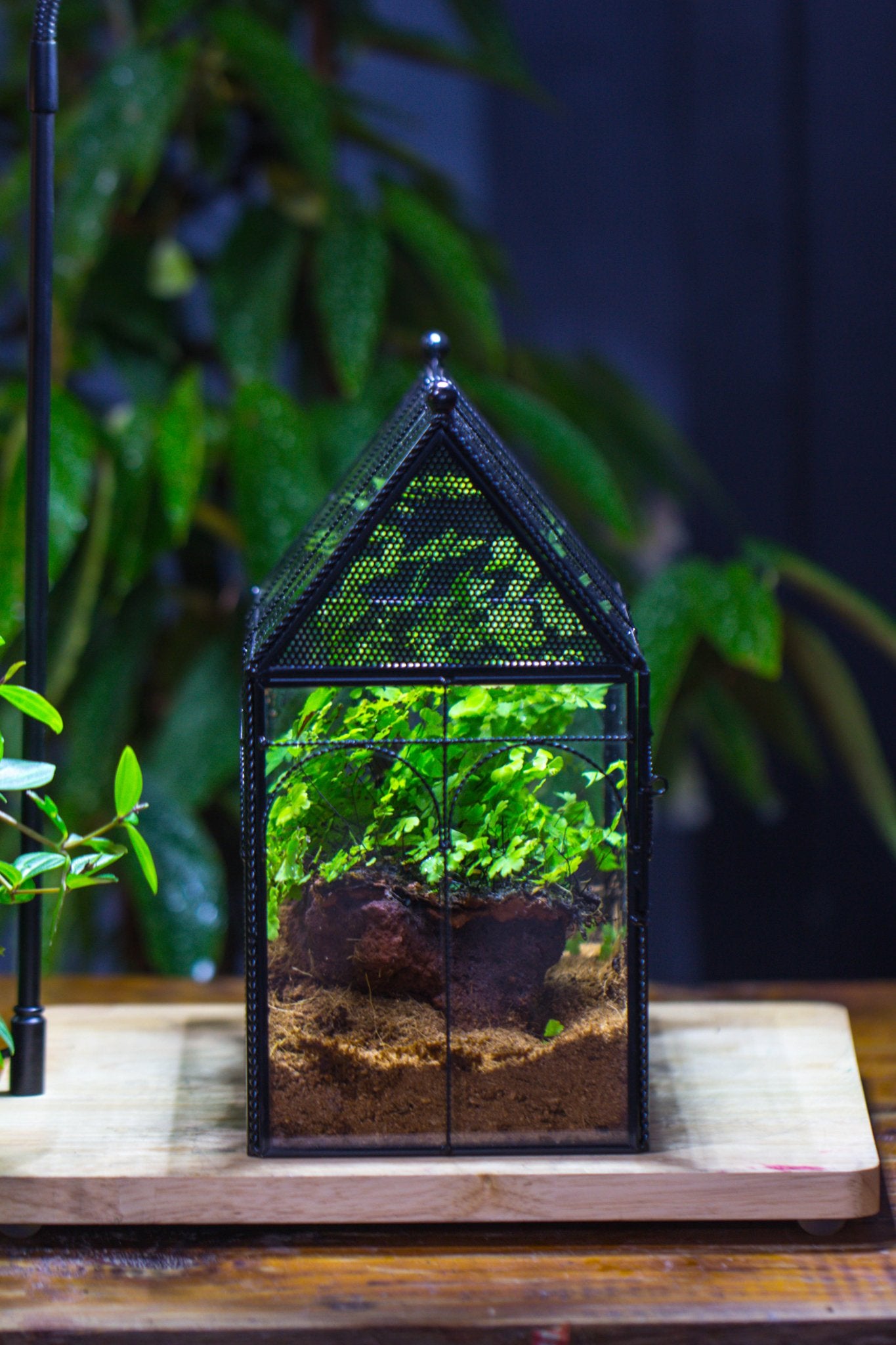 NCYP Vintage House Shape Tin and Glass Geometric Terrarium, with side door, with Mesh / vent holes for small Insects Pet - NCYPgarden