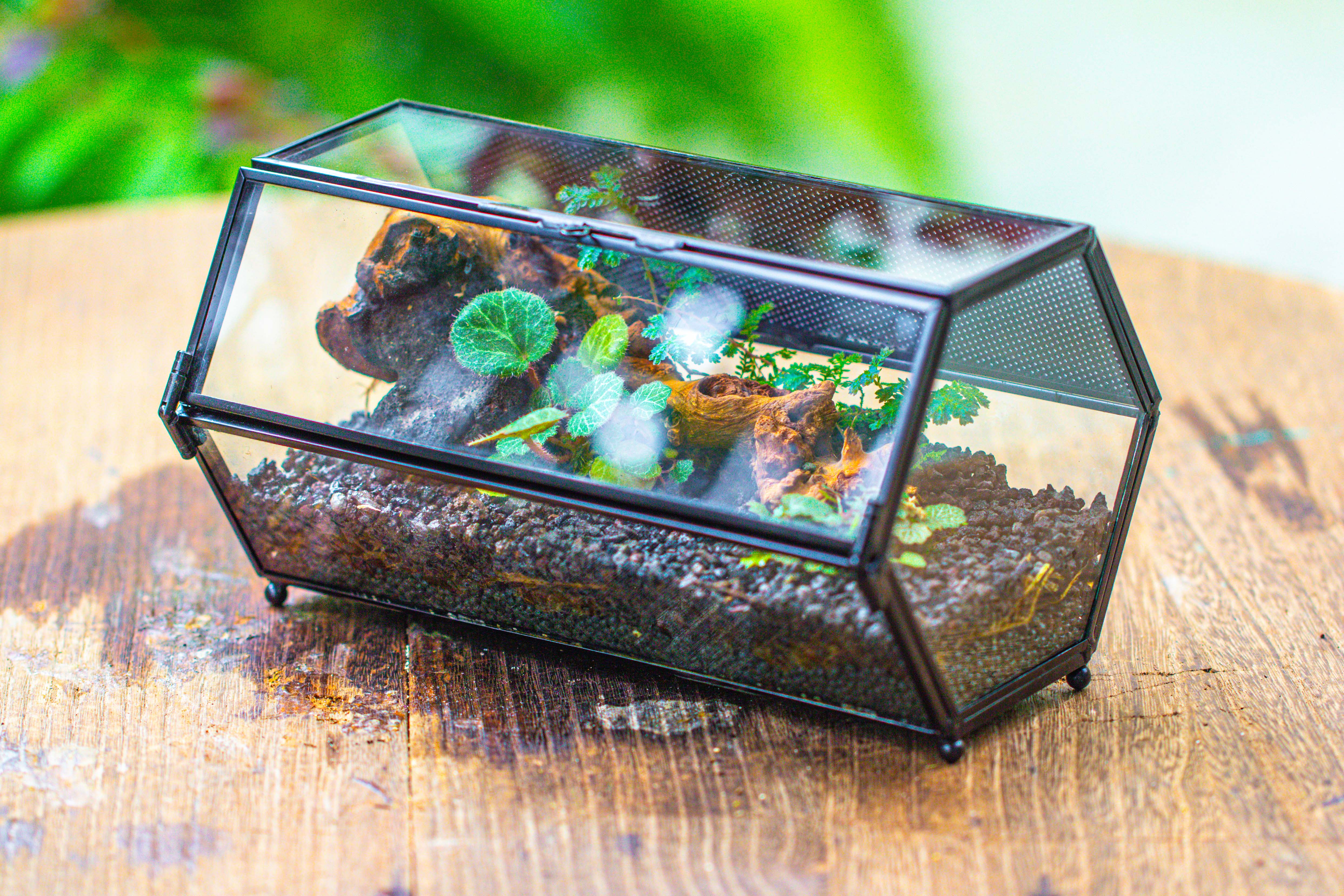NCYP Long Hexagon Mimi  Geometric Terrarium for Spiders and small Insects - NCYPgarden
