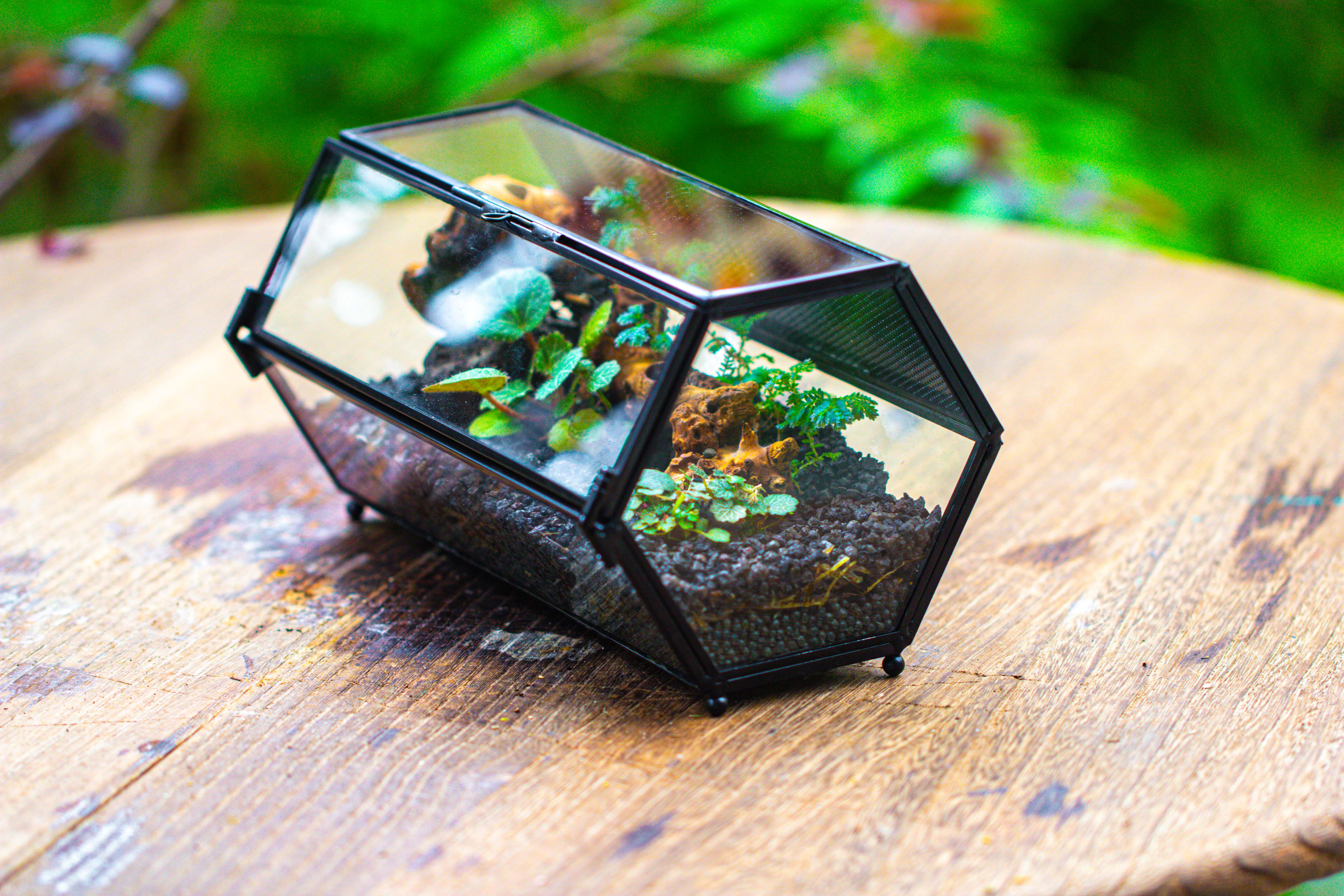 NCYP Long Hexagon Mimi  Geometric Terrarium for Spiders and small Insects - NCYPgarden