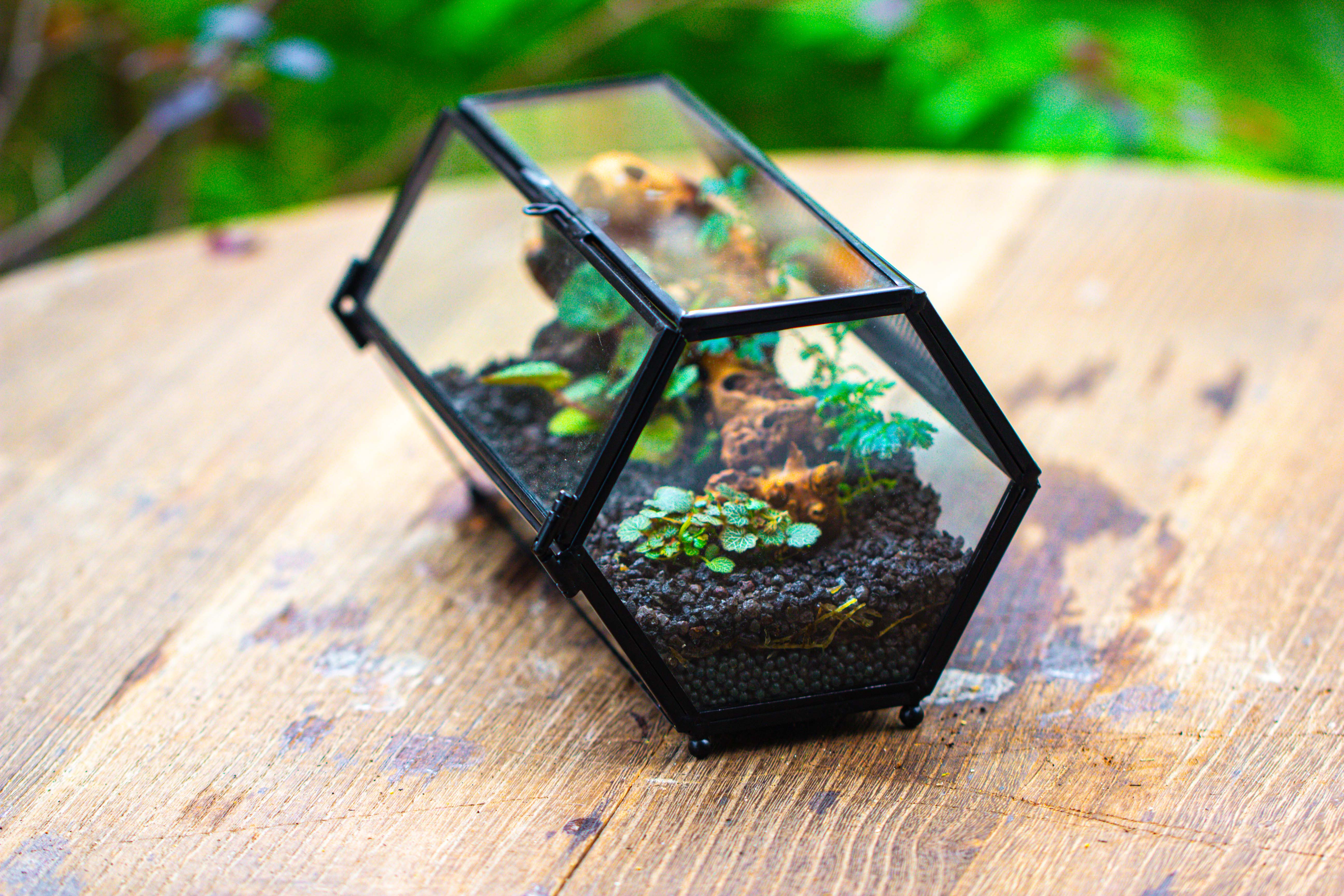 NCYP Long Hexagon Mimi  Geometric Terrarium for Spiders and small Insects - NCYPgarden