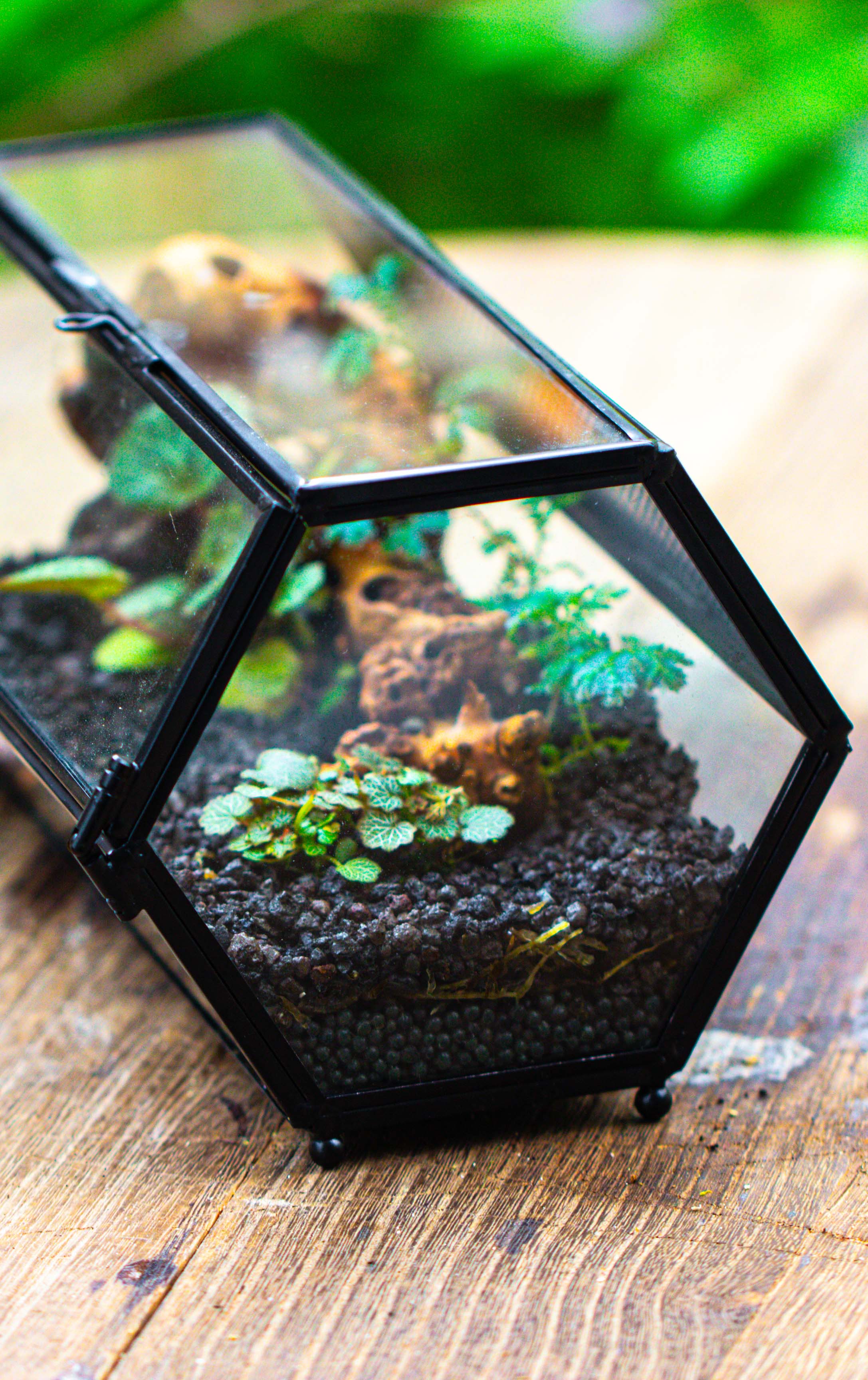 NCYP Long Hexagon Mimi  Geometric Terrarium for Spiders and small Insects - NCYPgarden