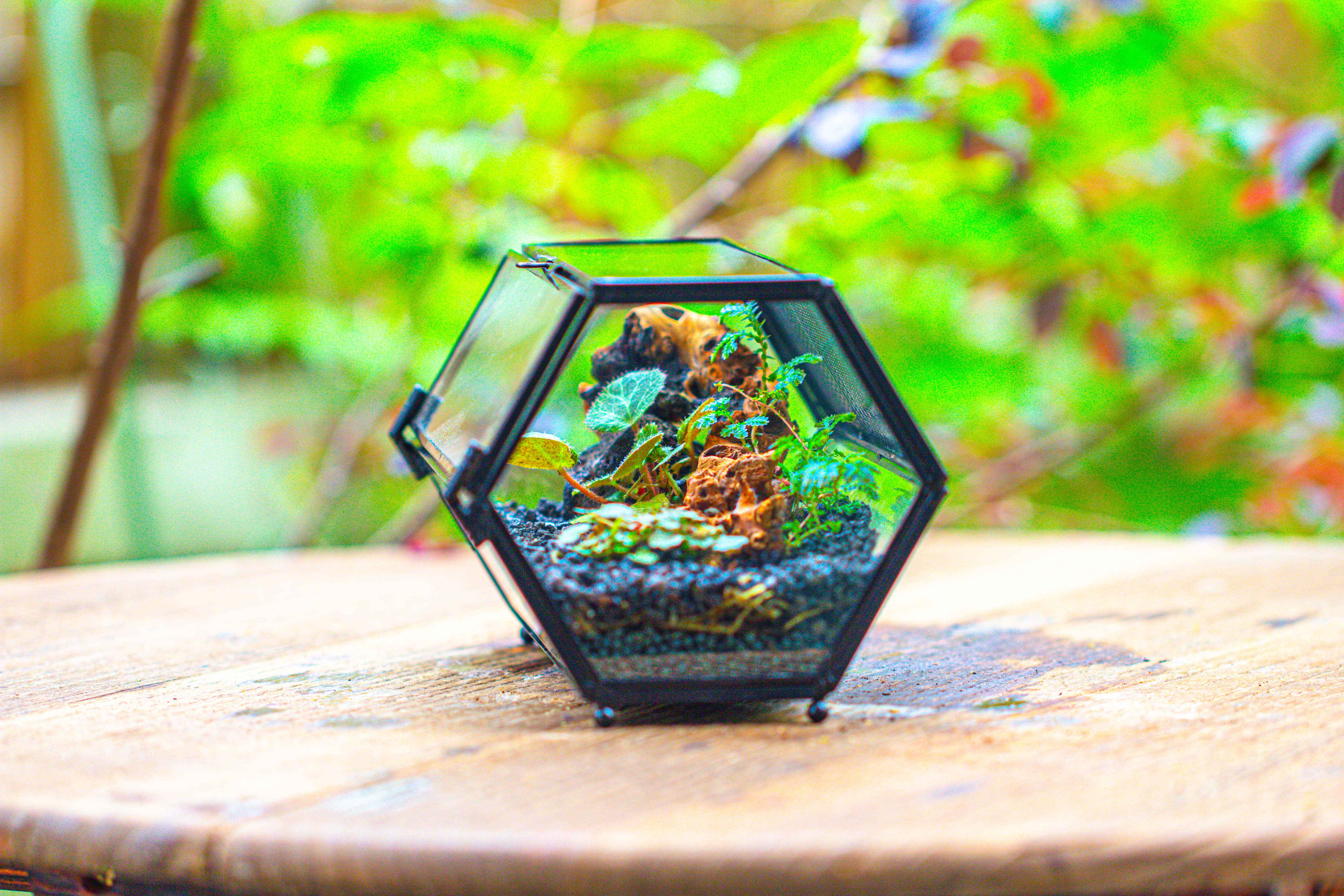 NCYP Long Hexagon Mimi  Geometric Terrarium for Spiders and small Insects - NCYPgarden